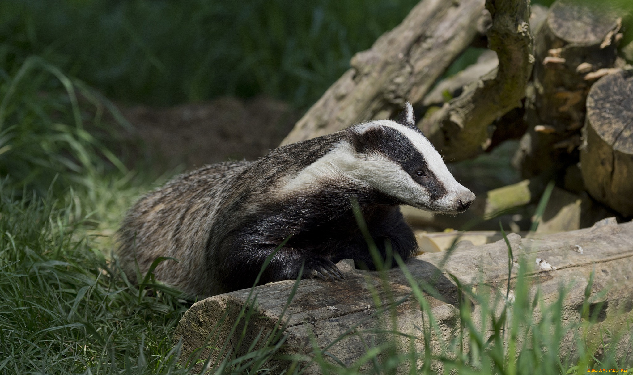животные, барсуки, барсук
