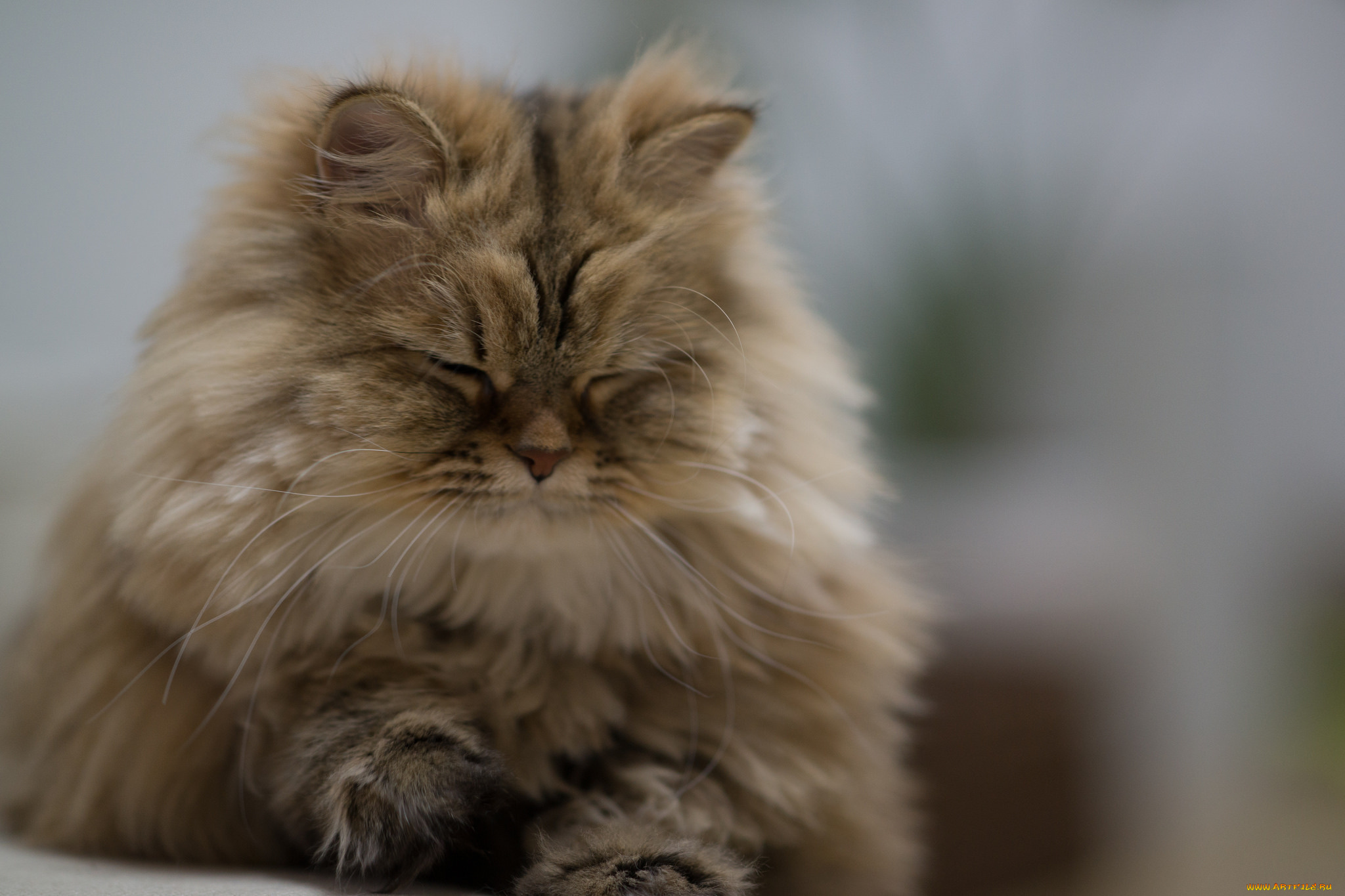 животные, коты, дримает, пушистый, киса, коте