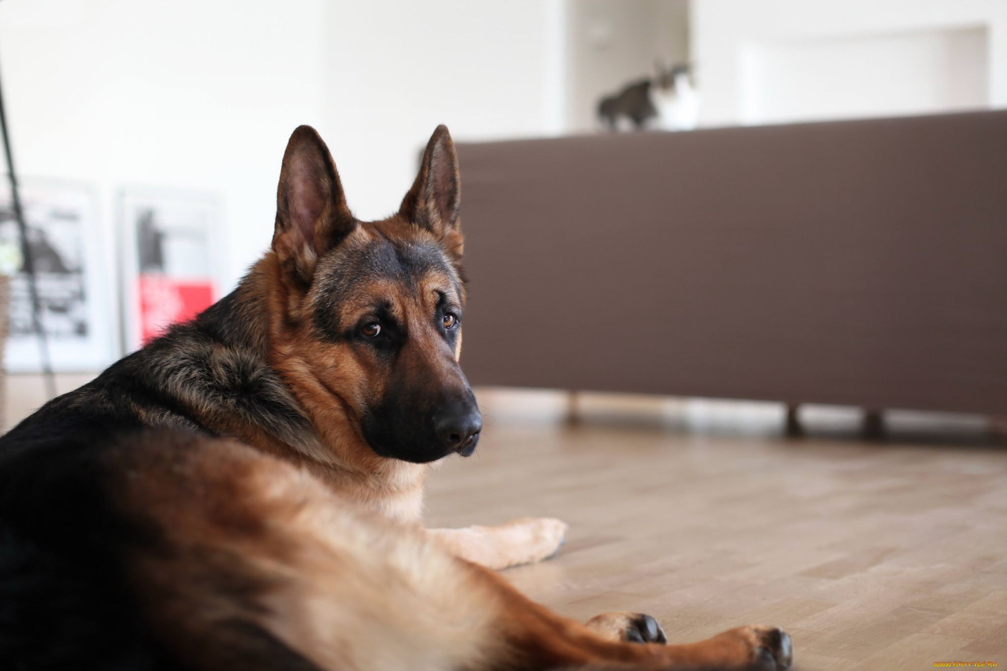 животные, собаки, друг, взгляд, собака