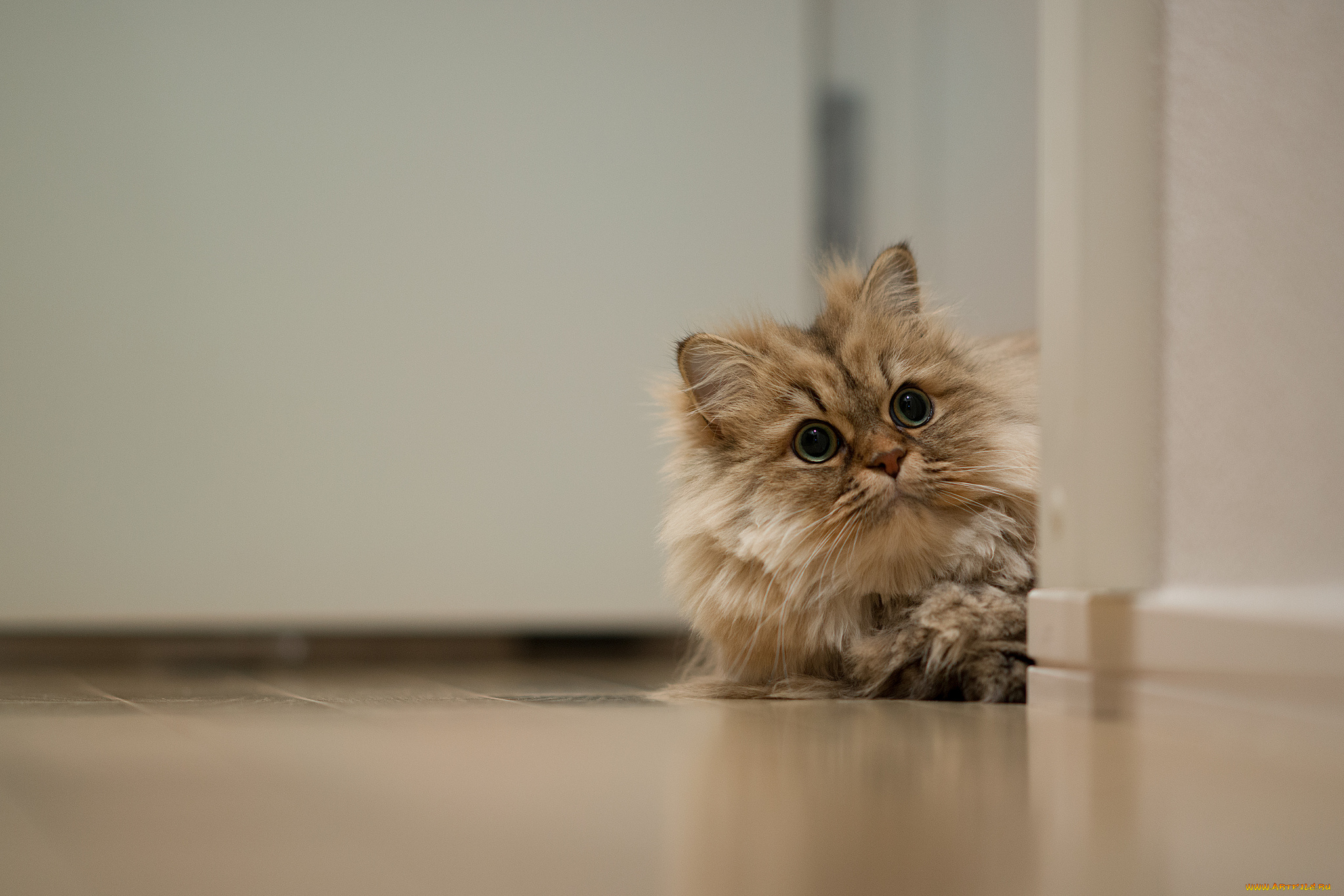 животные, коты, пушистый, коте, киса, выглядывает