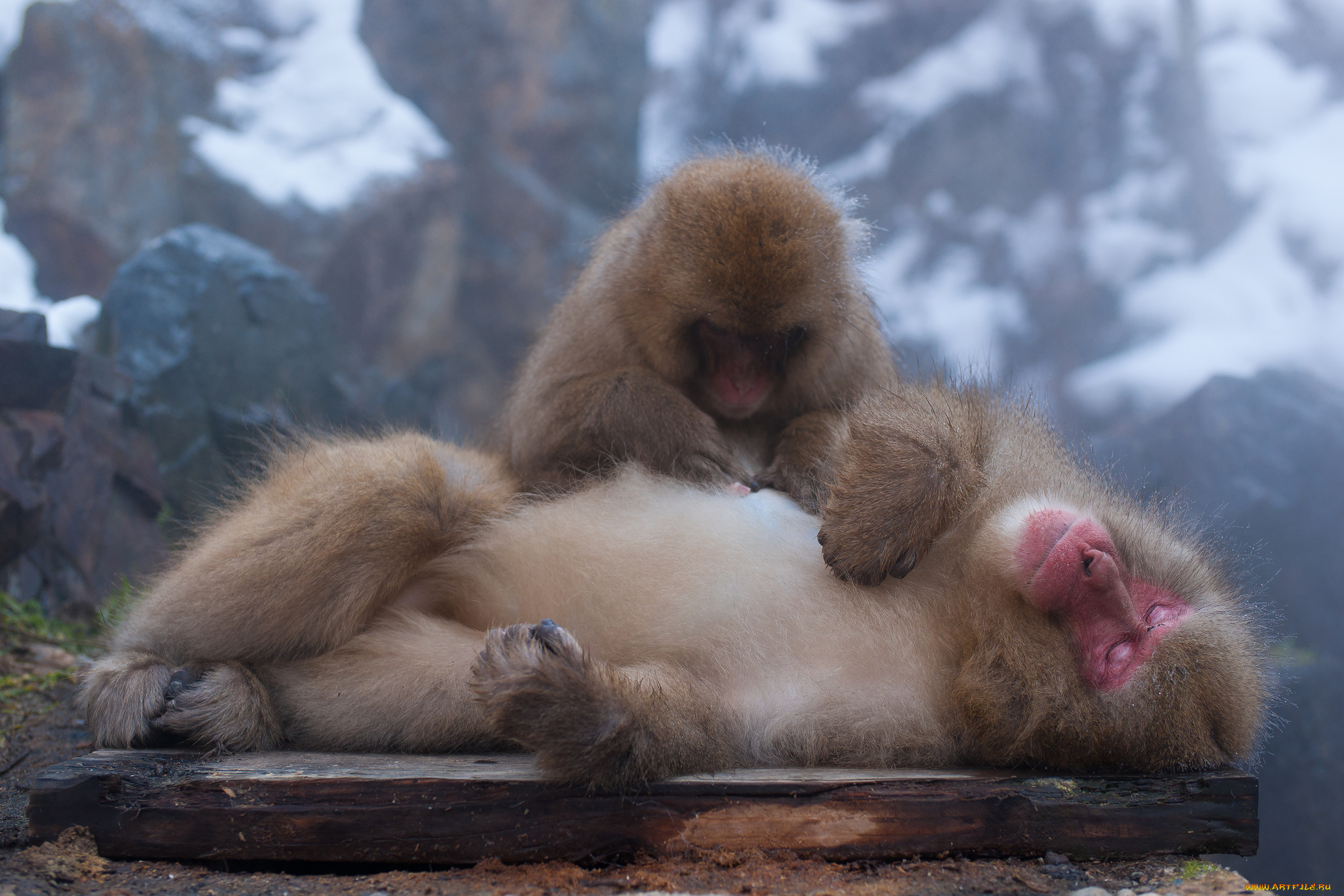 животные, обезьяны, пушистые, пара