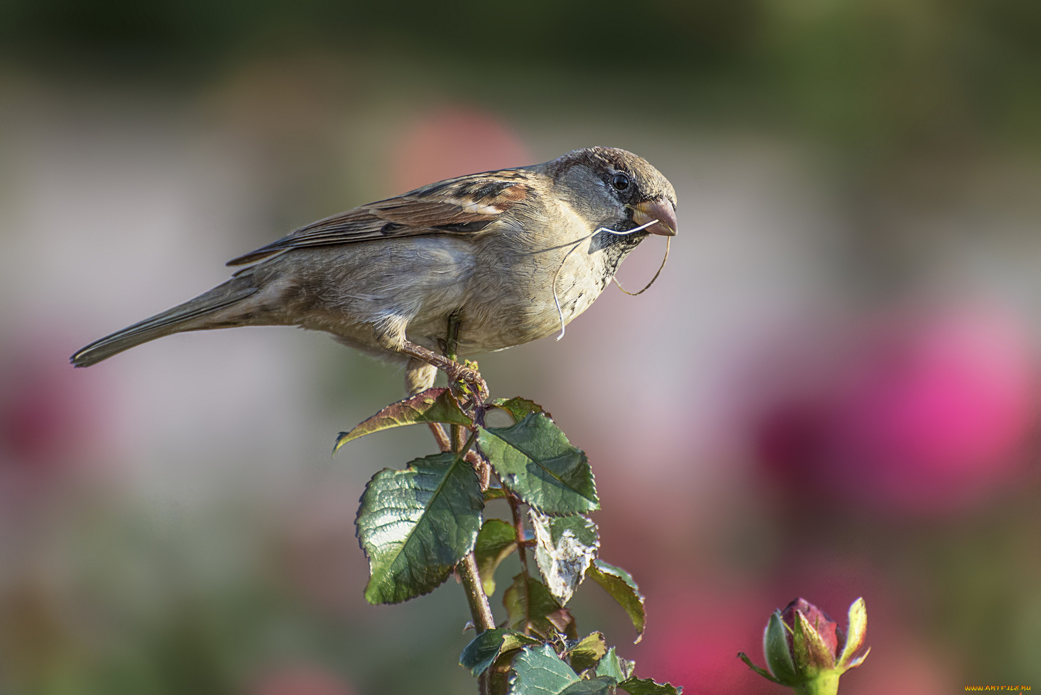 животные, воробьи, воробей