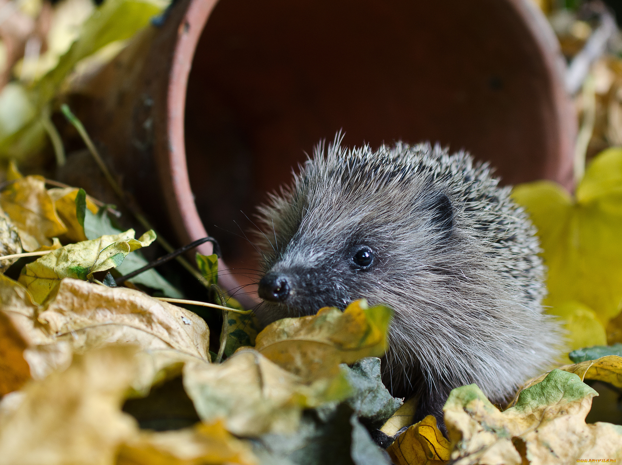 животные, ежи, ежик