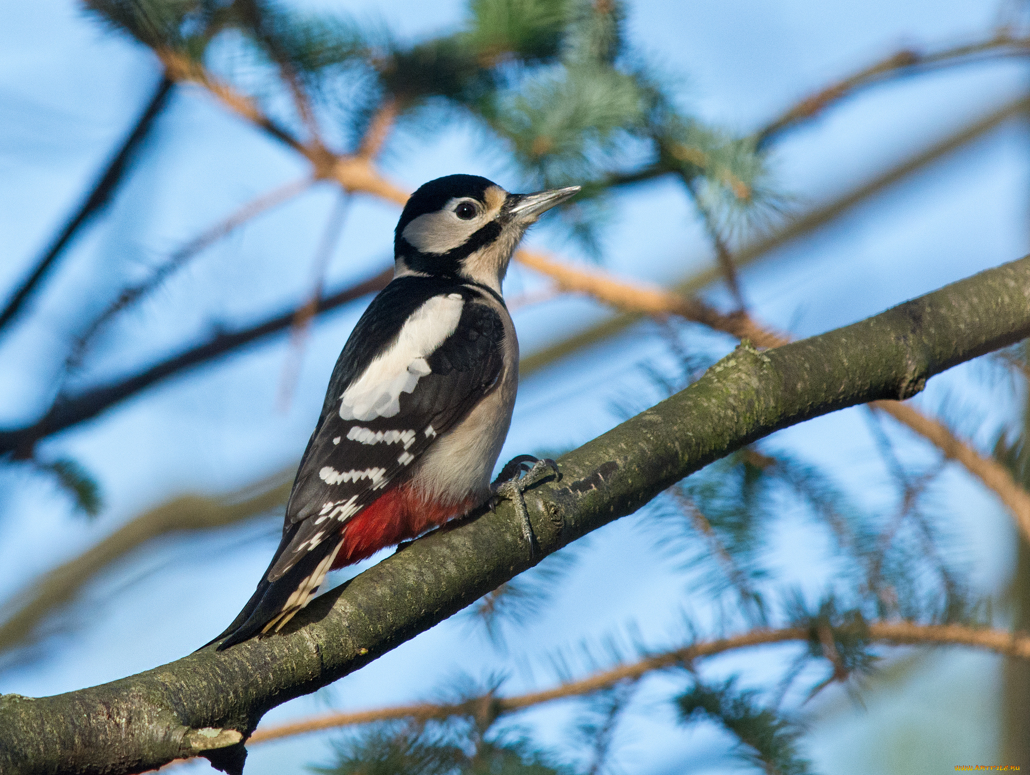 животные, дятлы, дятел
