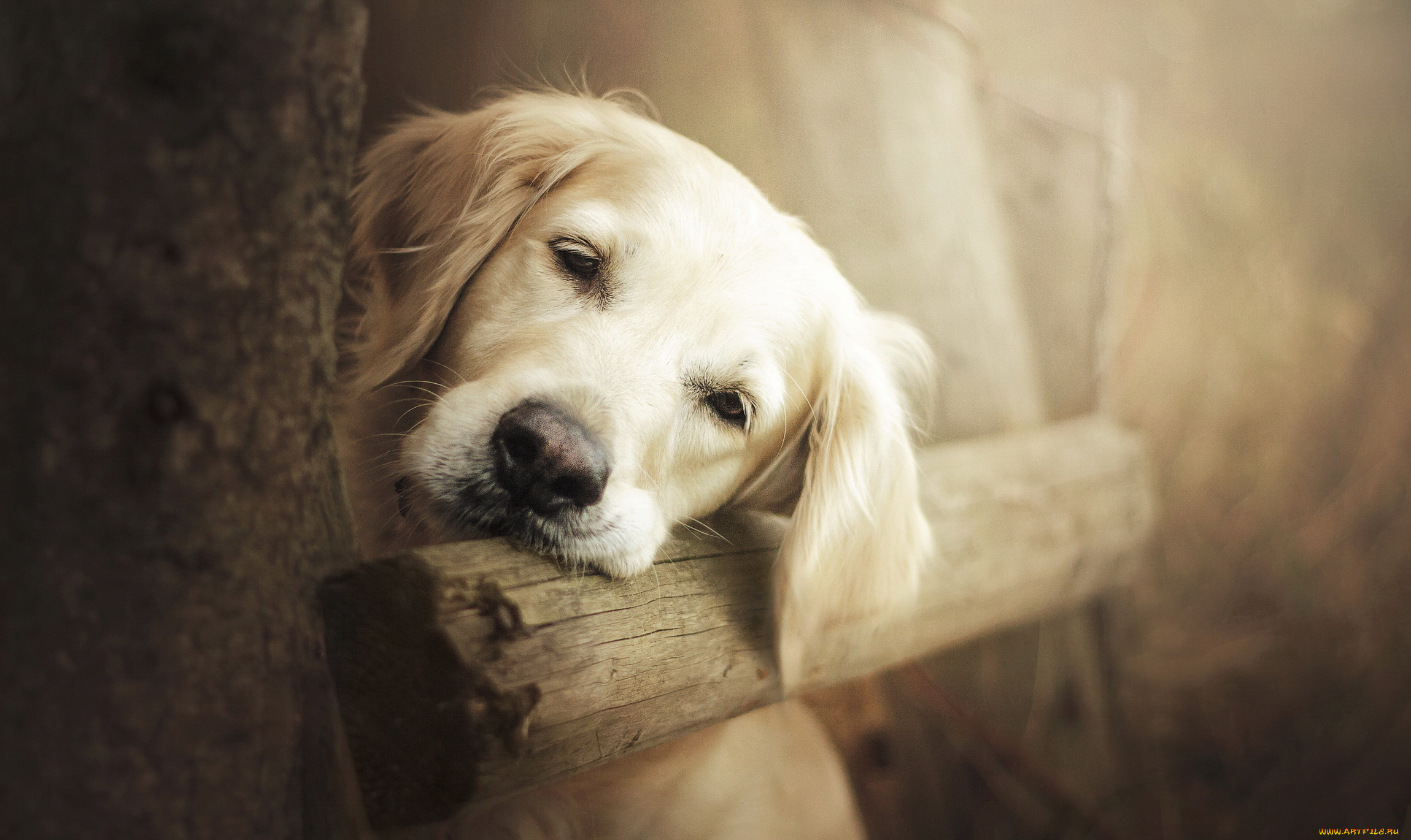 животные, собаки, взгляд, собака, друг