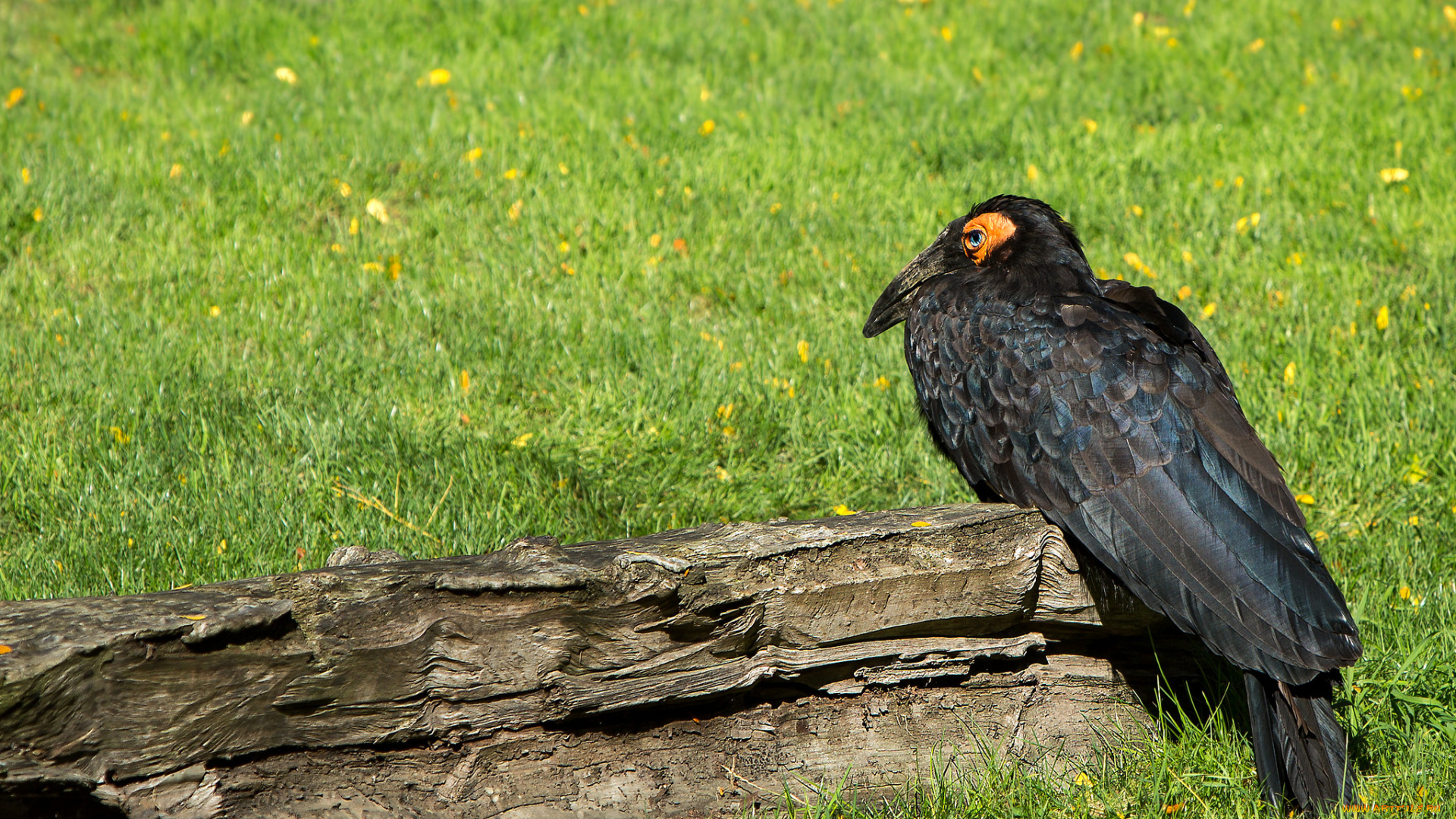 животные, птицы, луг, пень, птица