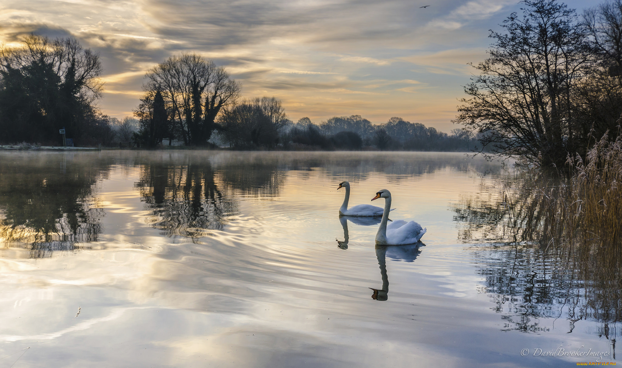 животные, лебеди, озеро, пейзаж