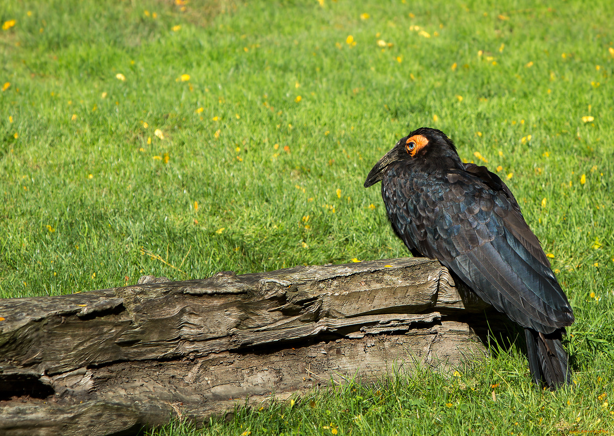 животные, птицы, луг, пень, птица