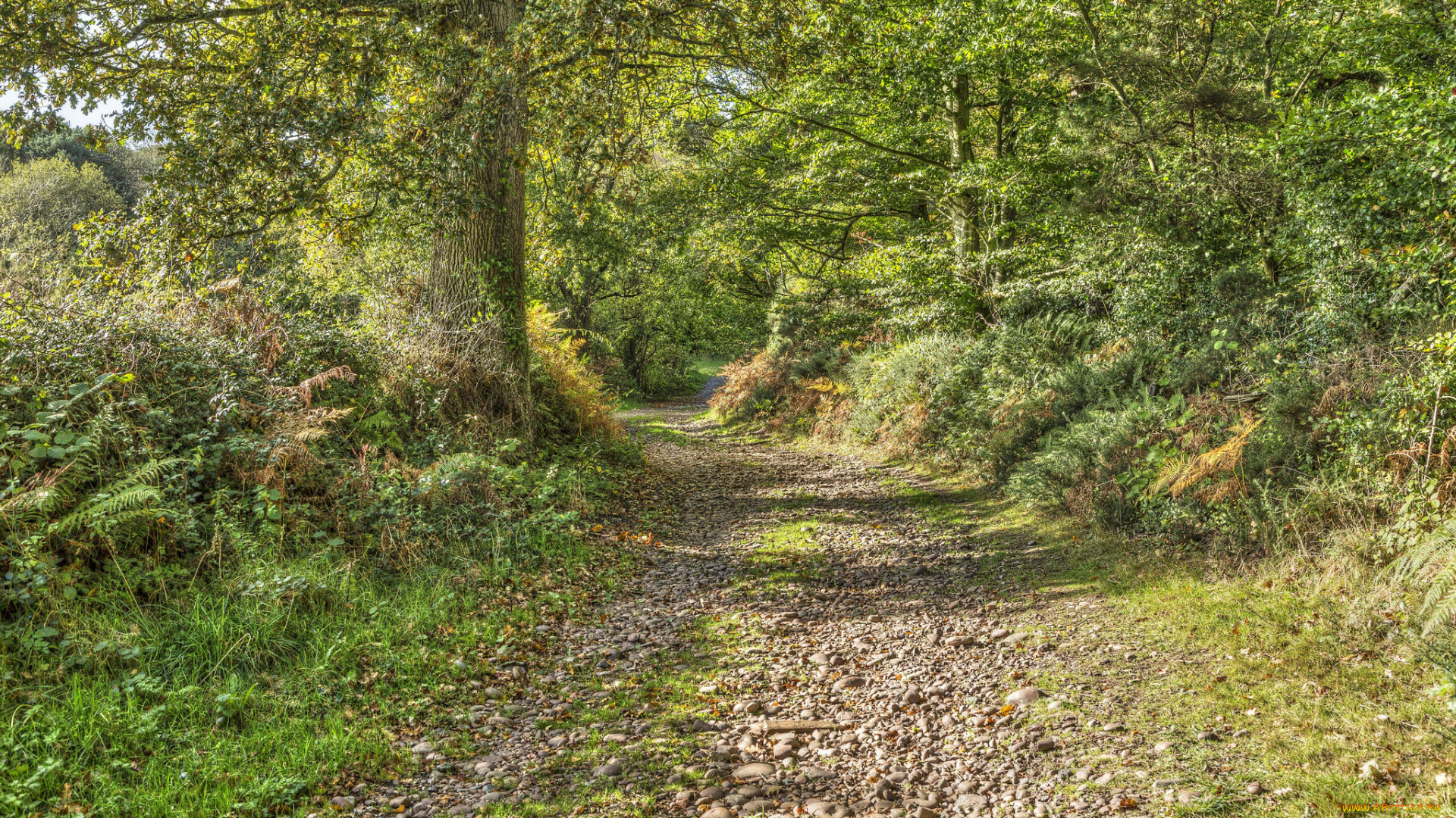 природа, дороги, простор