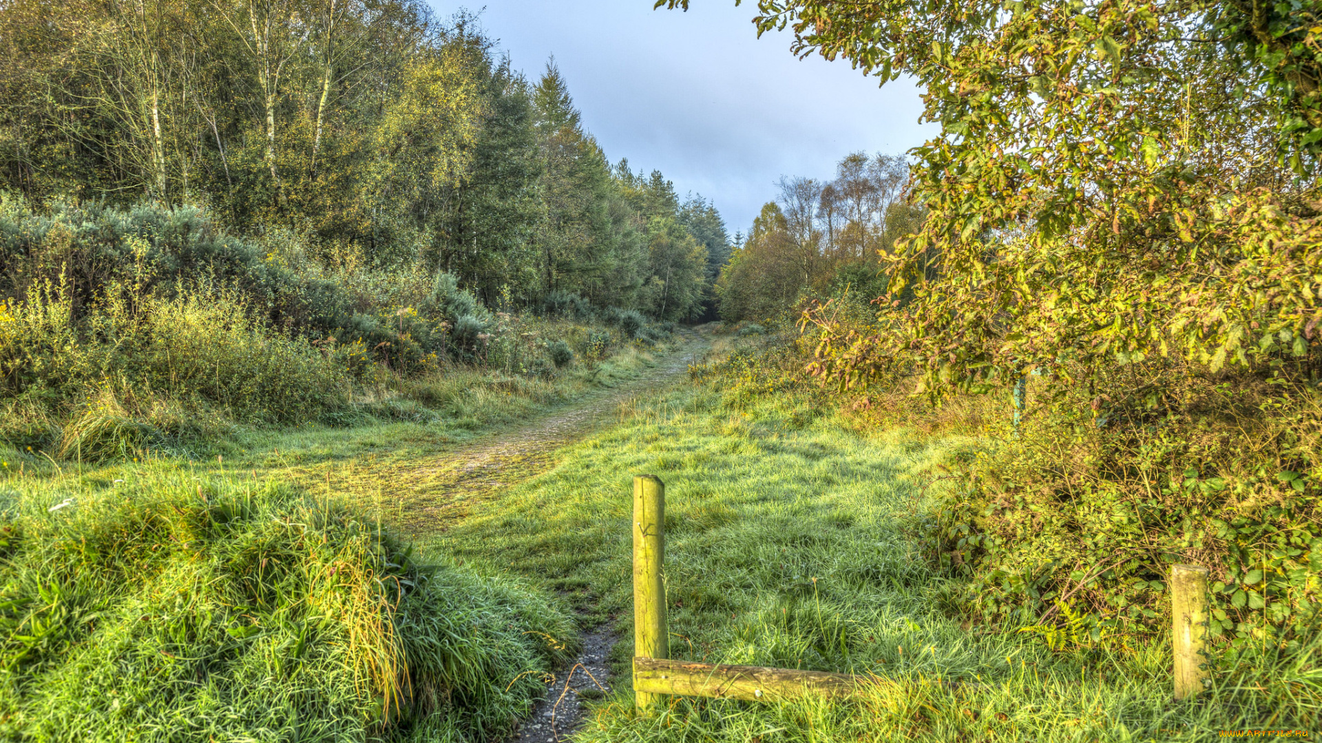 природа, лес, простор