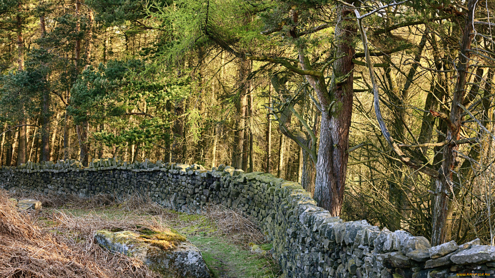 природа, лес, простор