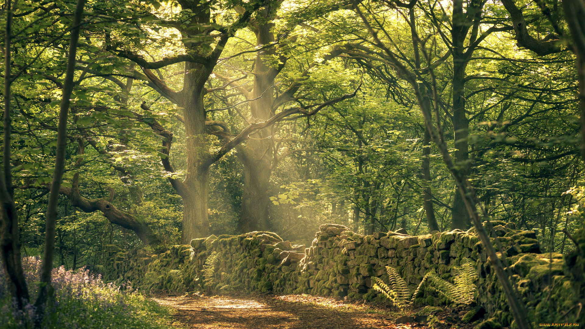 природа, лес, простор