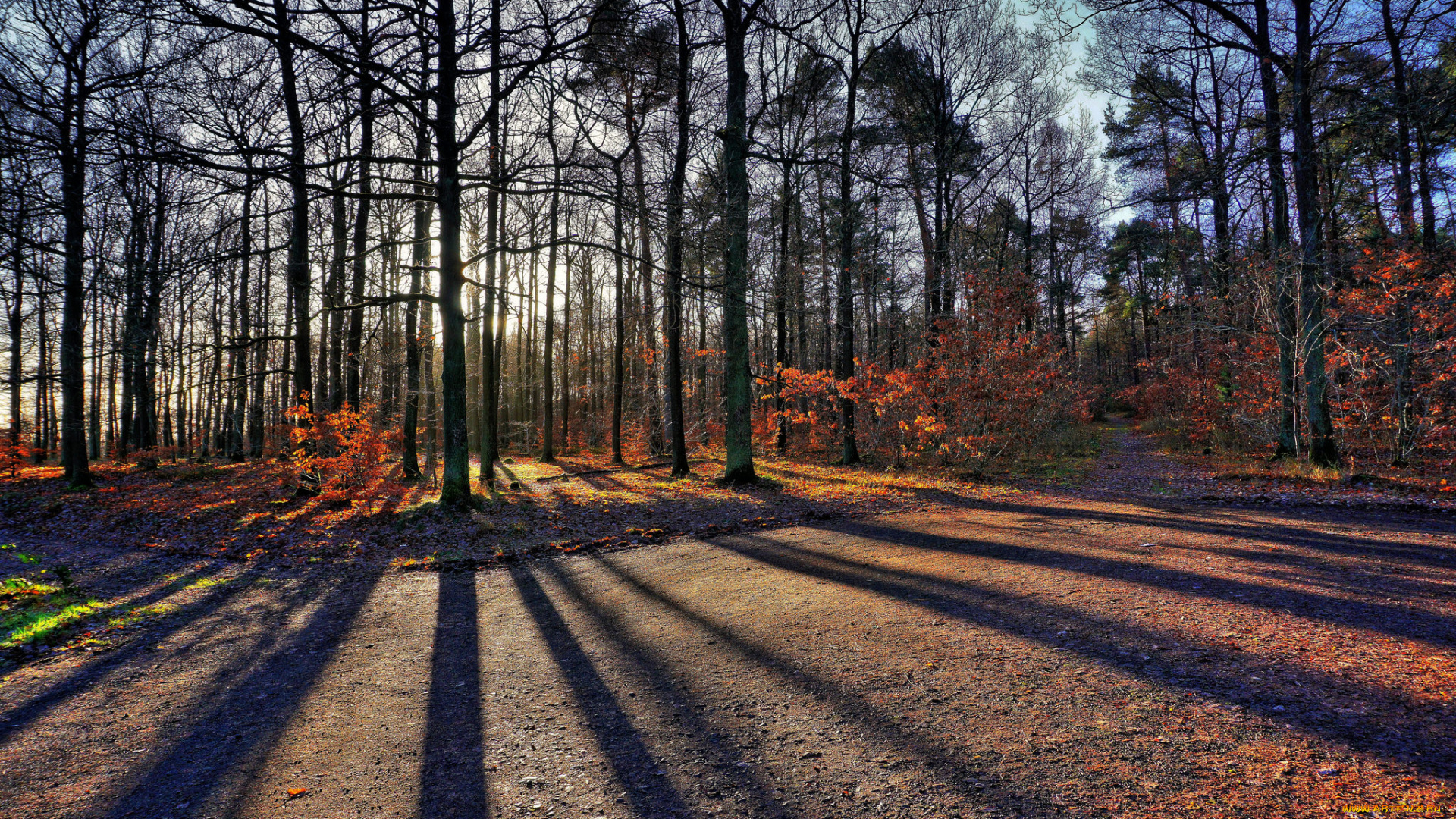 природа, лес, простор