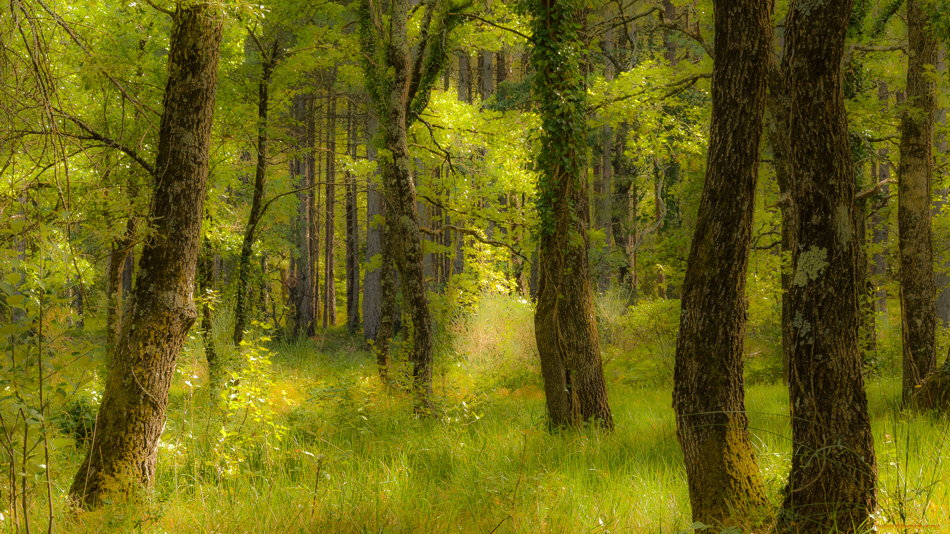 природа, лес, простор