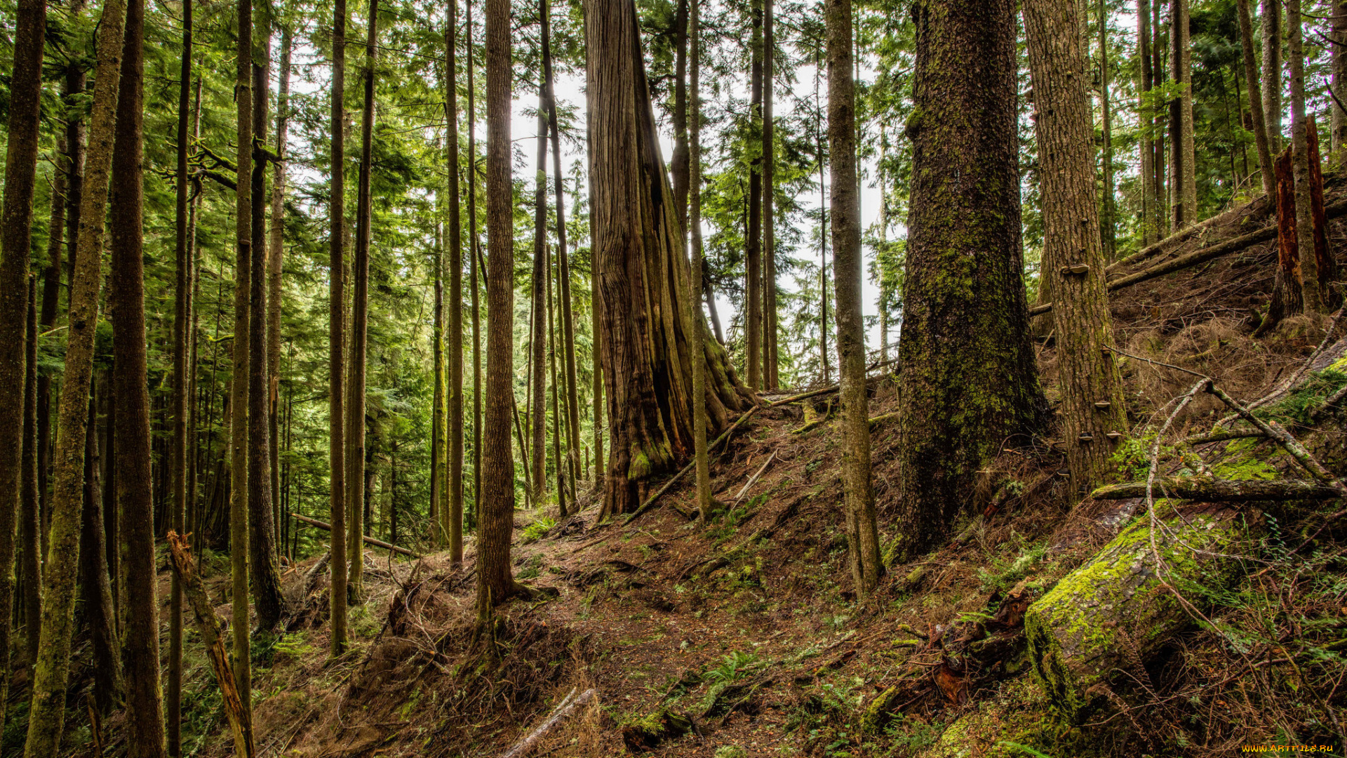 природа, лес, простор