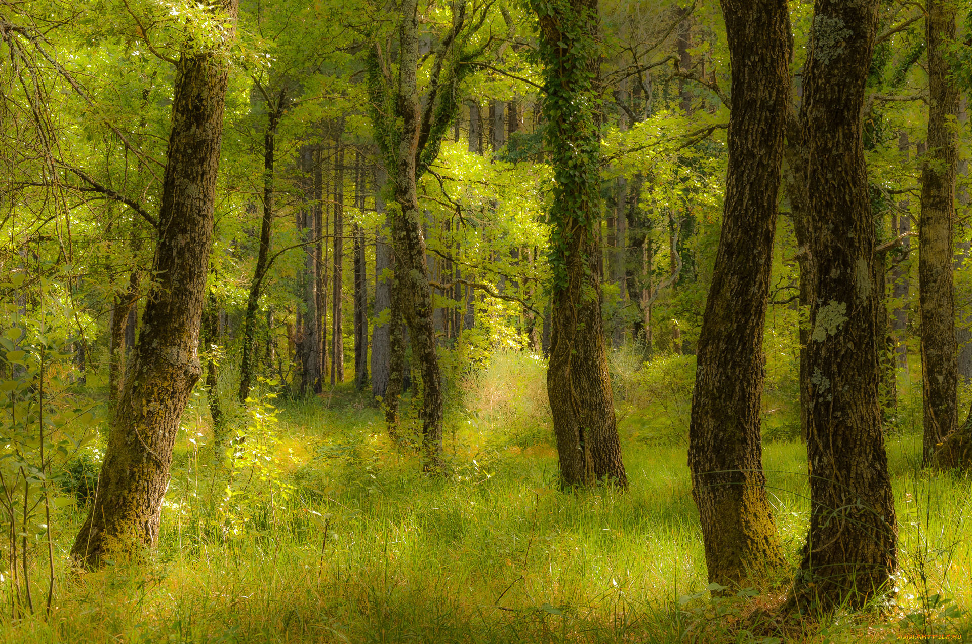природа, лес, простор