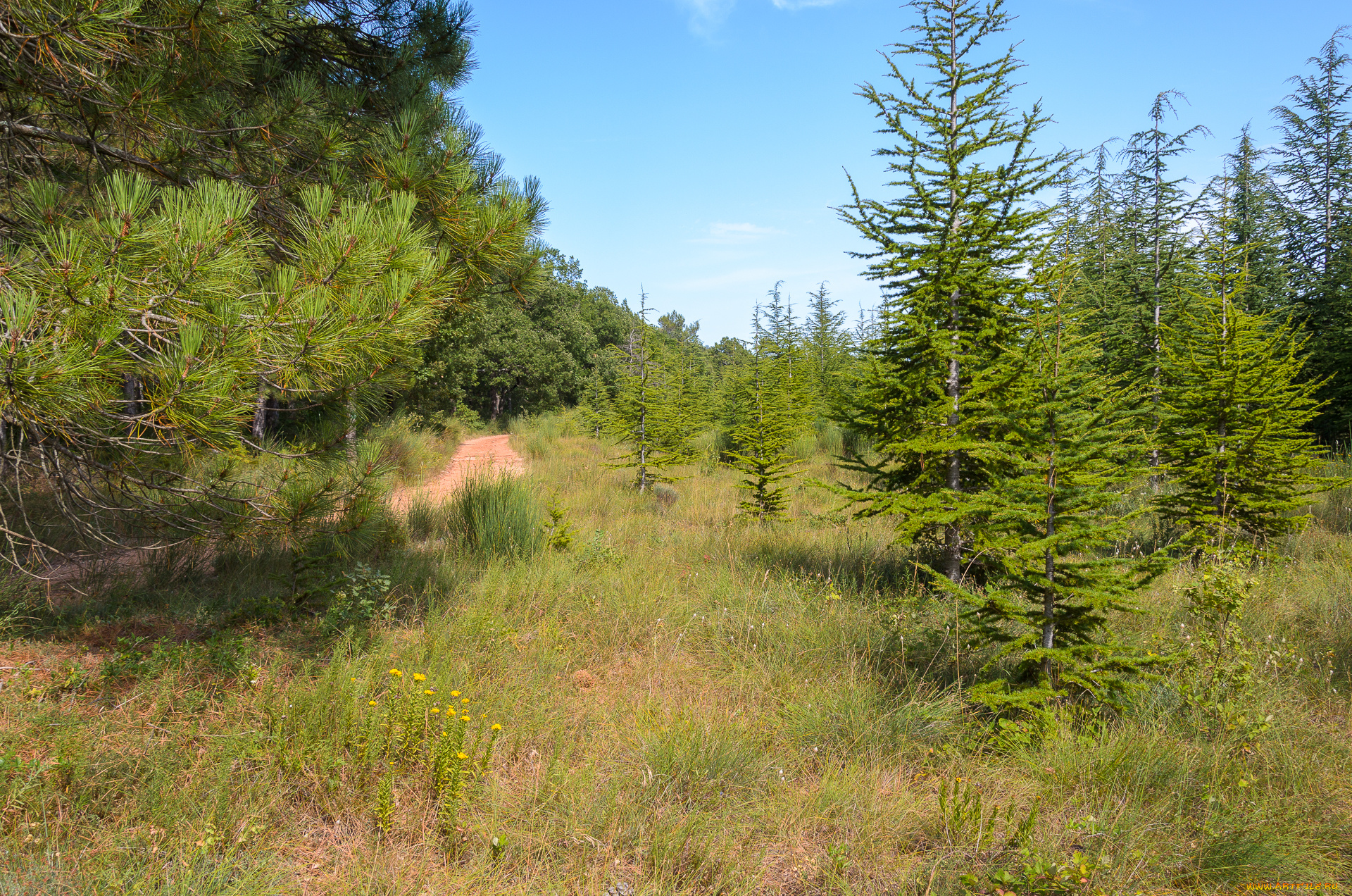 природа, лес, простор