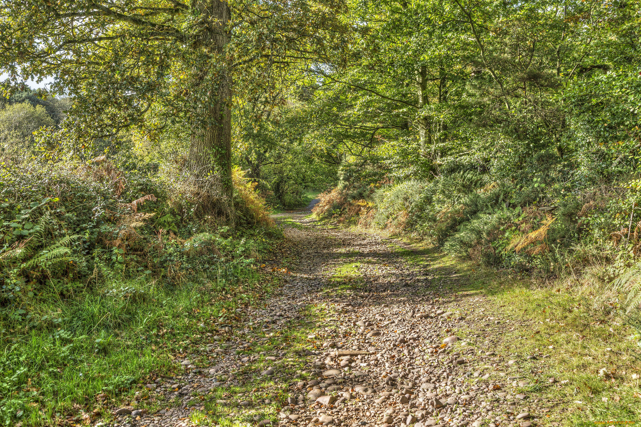 природа, дороги, простор