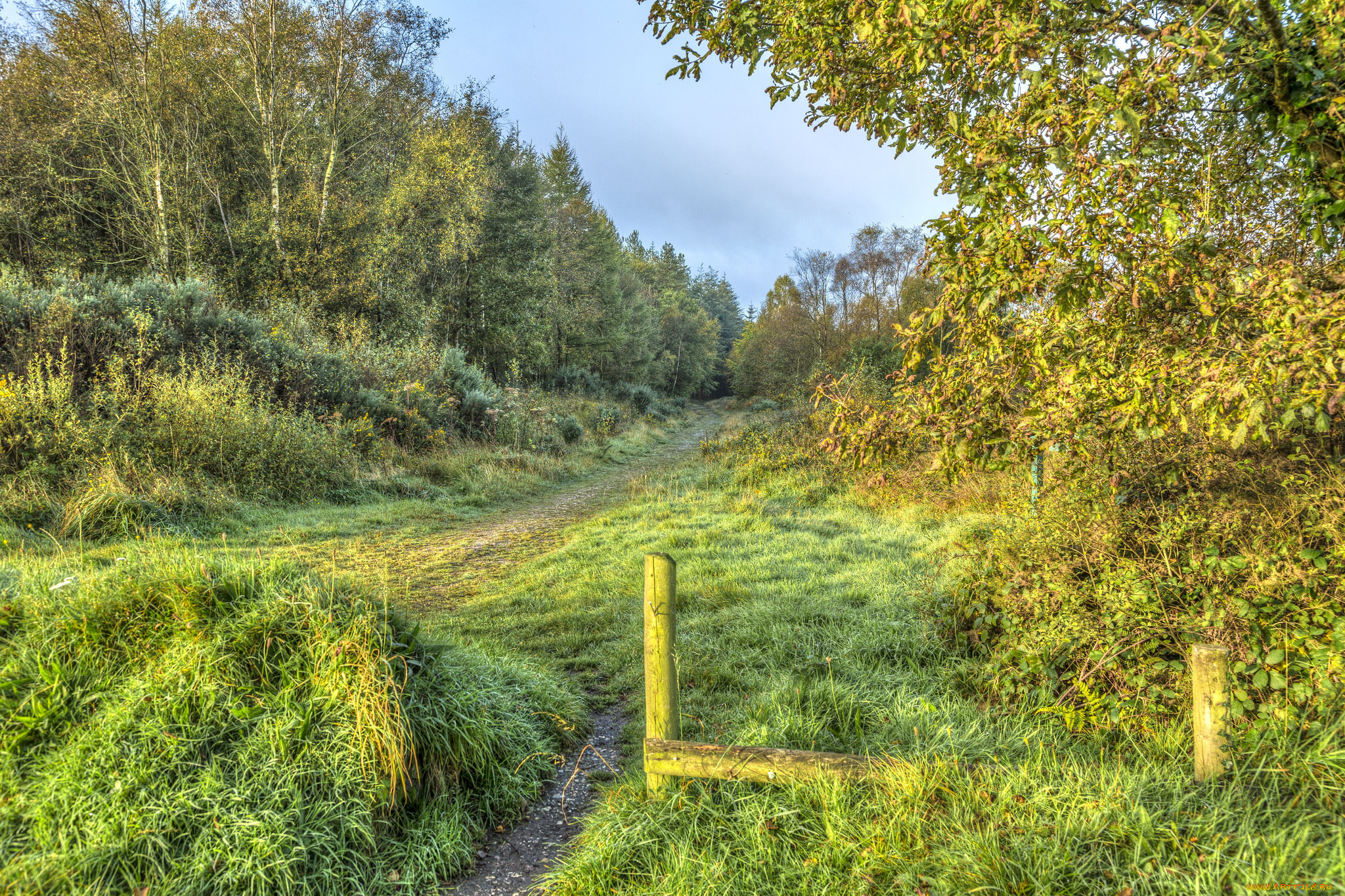 природа, лес, простор