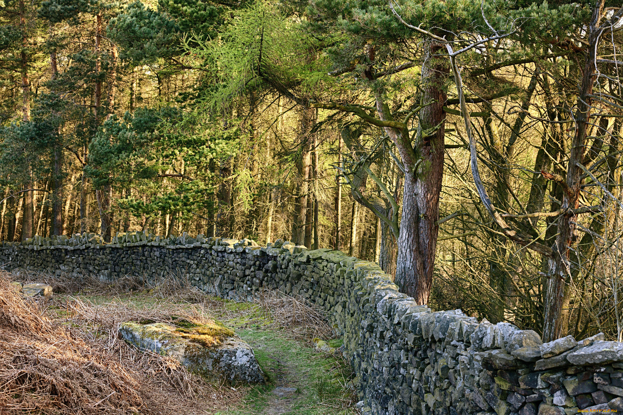 природа, лес, простор