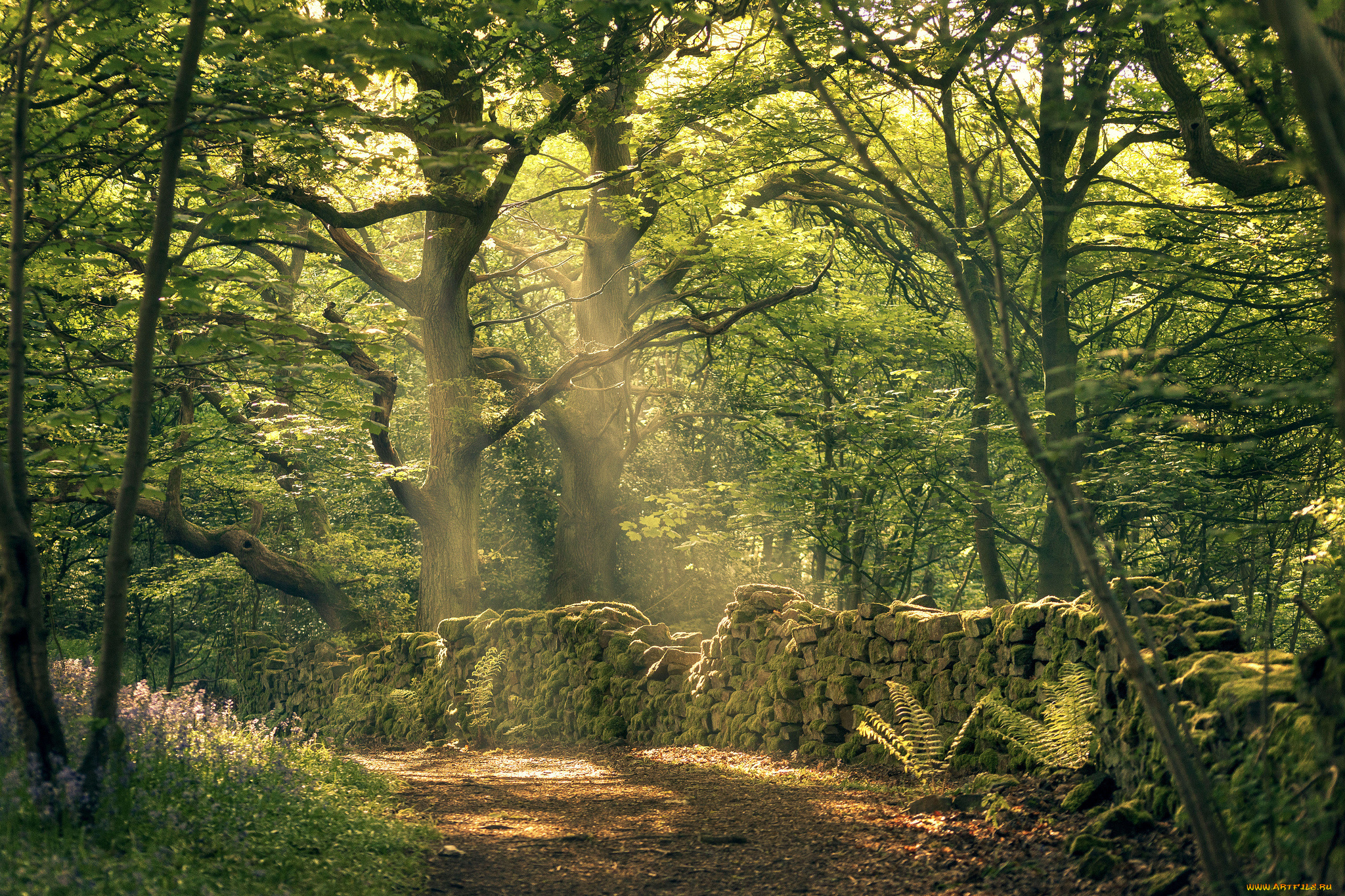 природа, лес, простор