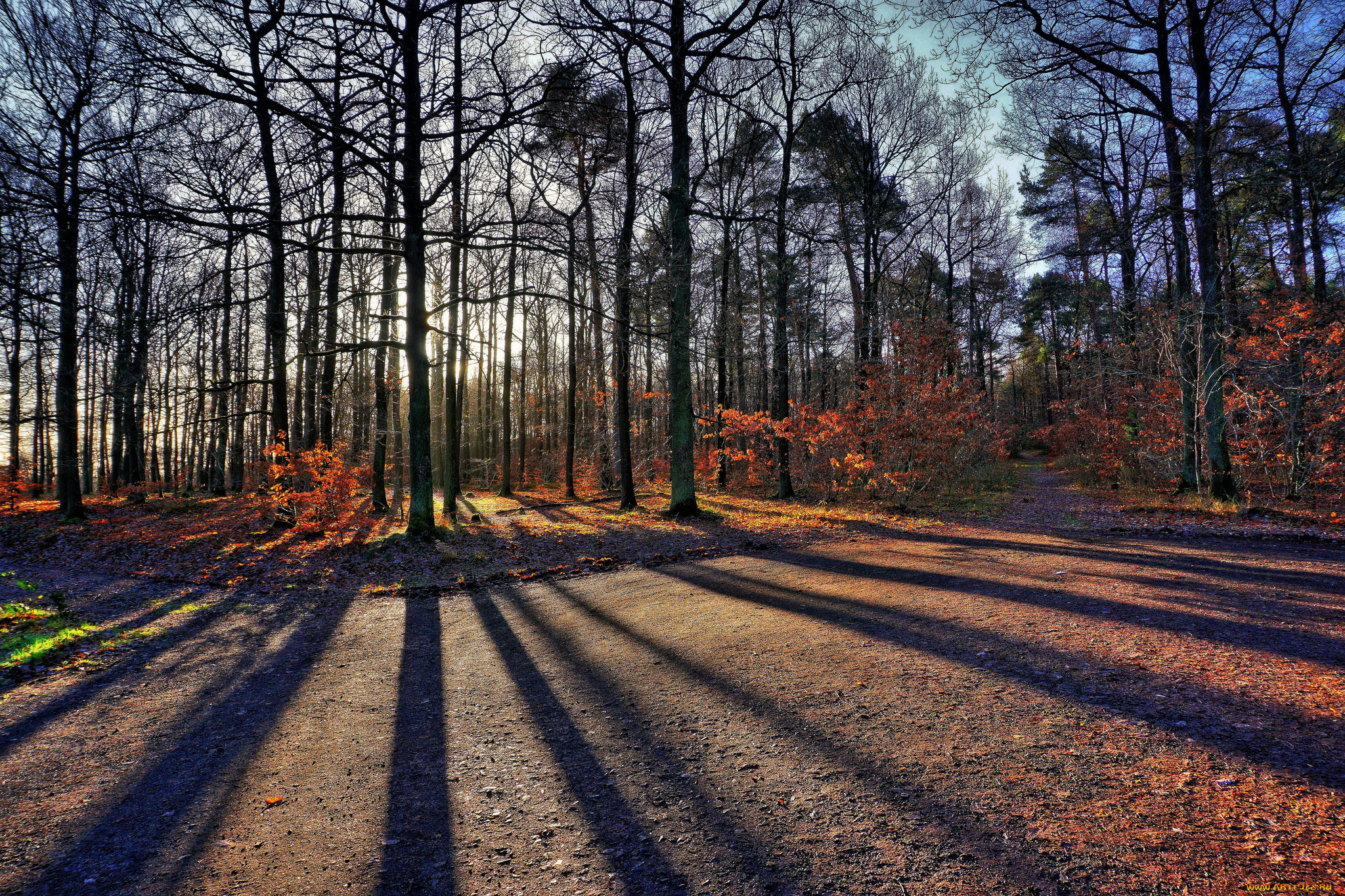 природа, лес, простор