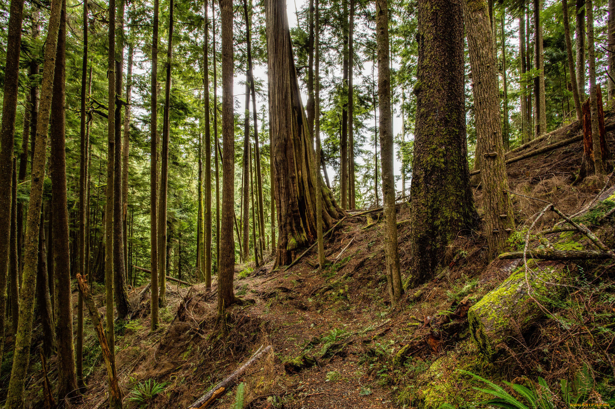 природа, лес, простор