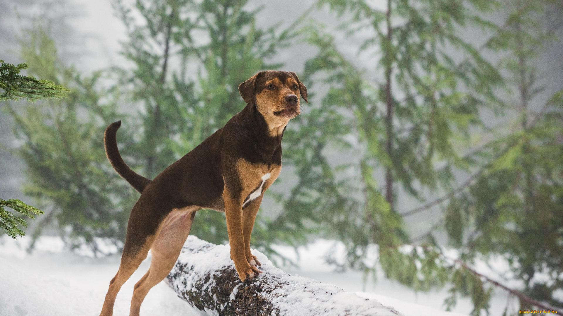 a, dog`s, way, home, , 2019, кино, фильмы, -unknown, , другое, путь, домой, приключения, кадры, из, фильма, a, dogs, way, home