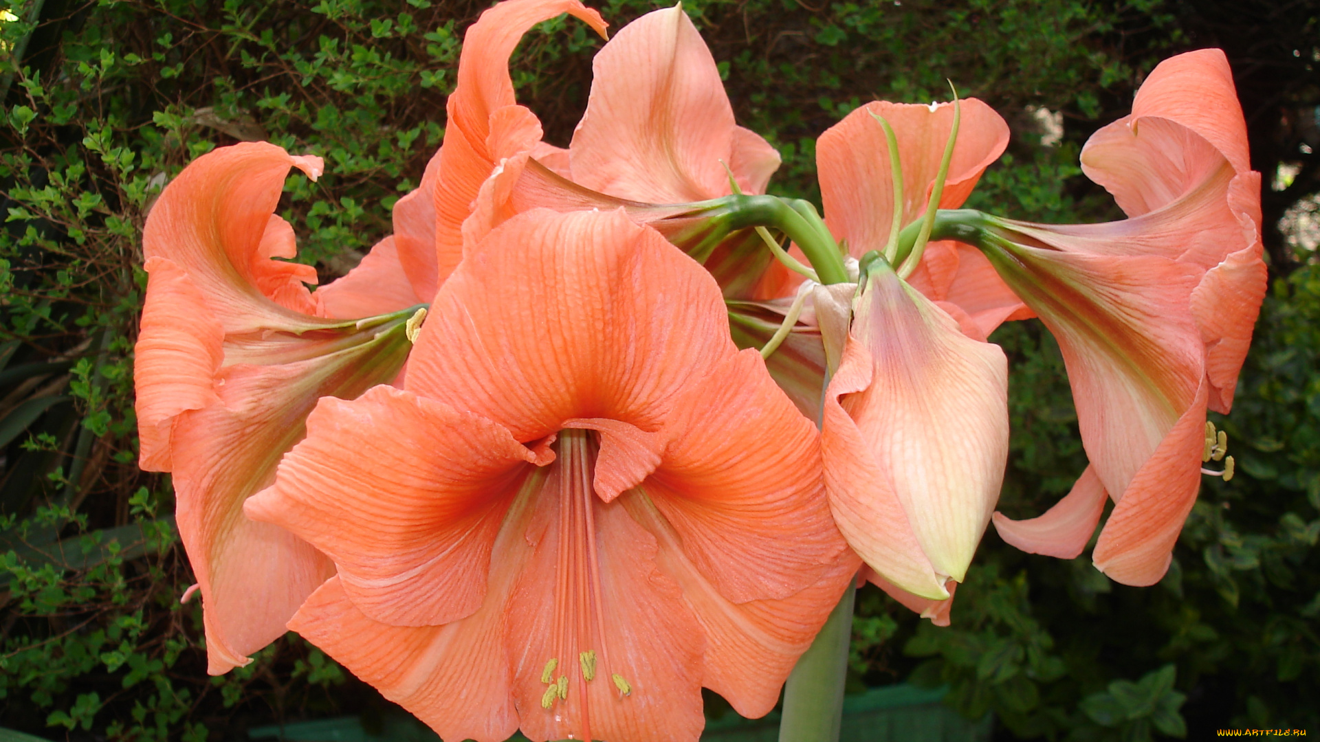 цветы, лилии, , лилейники, лепестки, фон