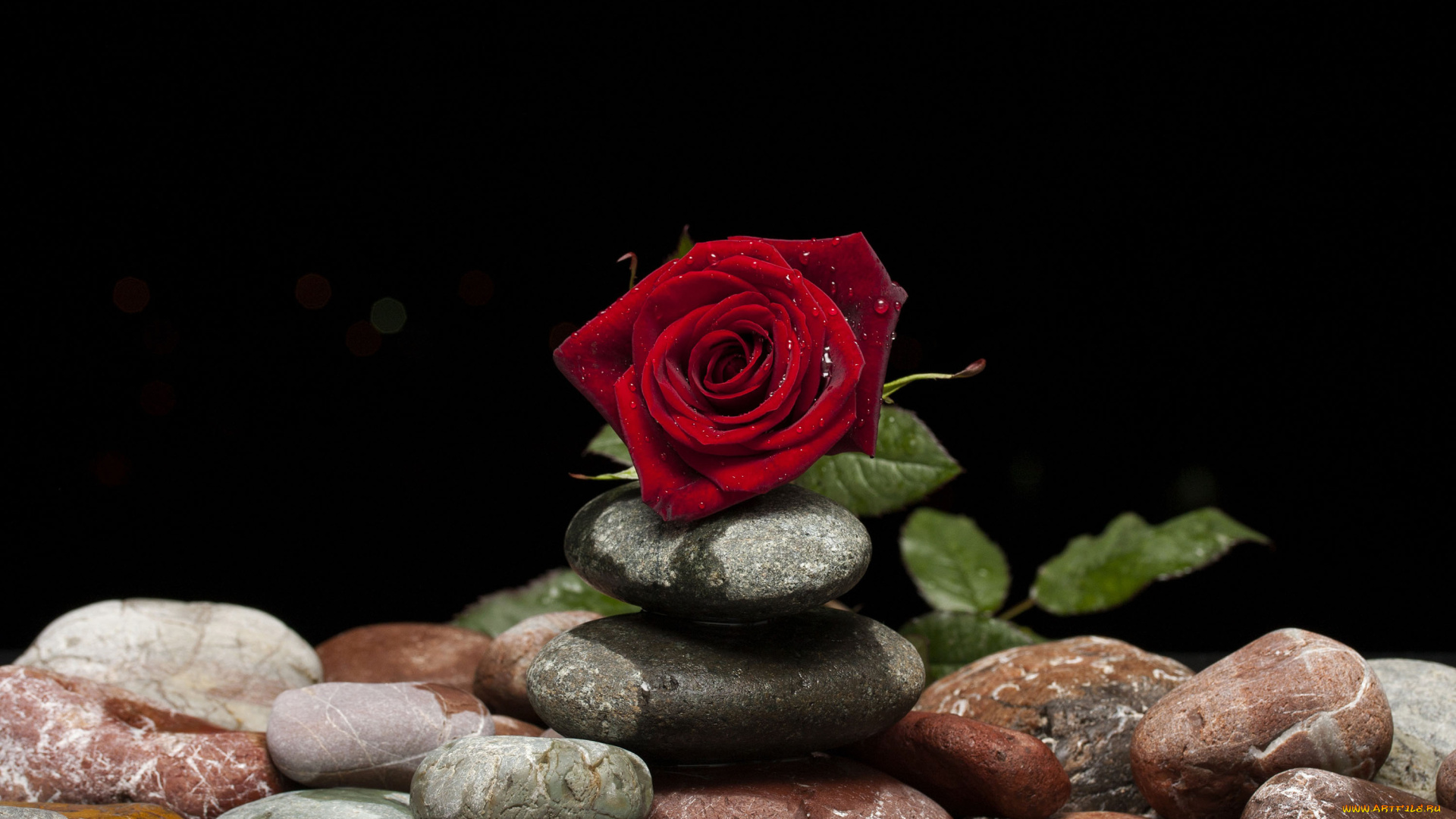 цветы, розы, камни, роза