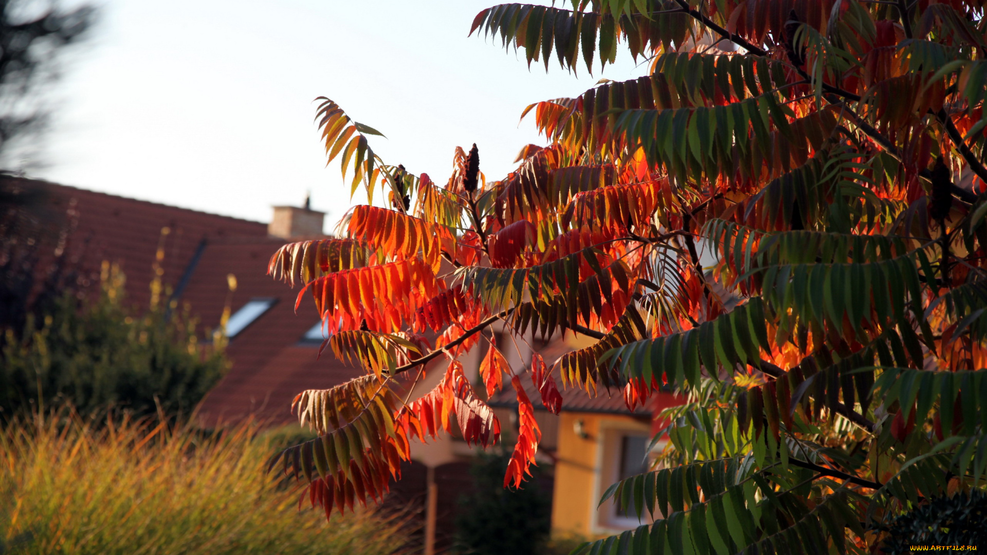 природа, деревья, осень