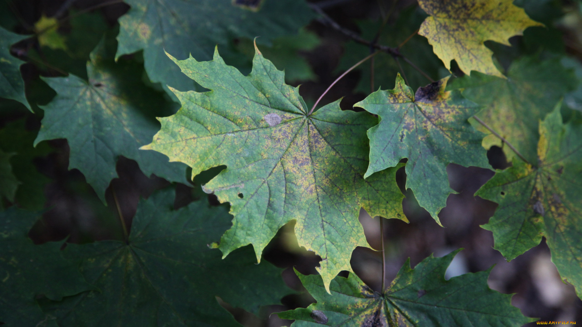 природа, листья, кленовые