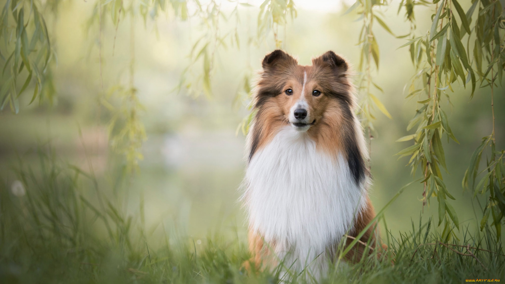 животные, собаки, сидит, трава, лето, природа, собака, щенок, мордашка, малыш, рыжий, поза, фон, зеленый, колли, взгляд, листья, ветки