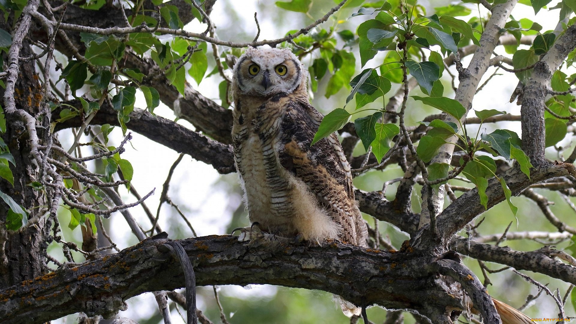 животные, совы, сова, дерево
