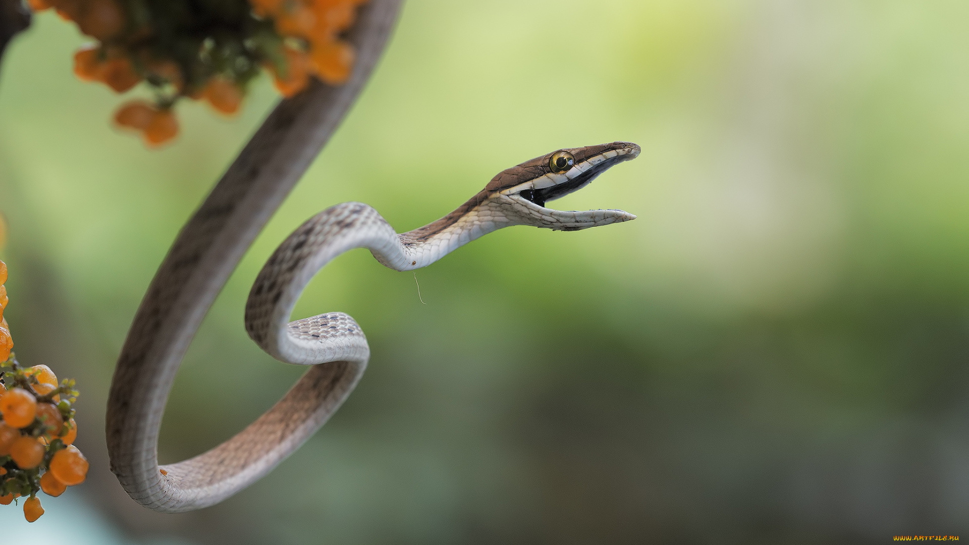 животные, змеи, , питоны, , кобры, змейка