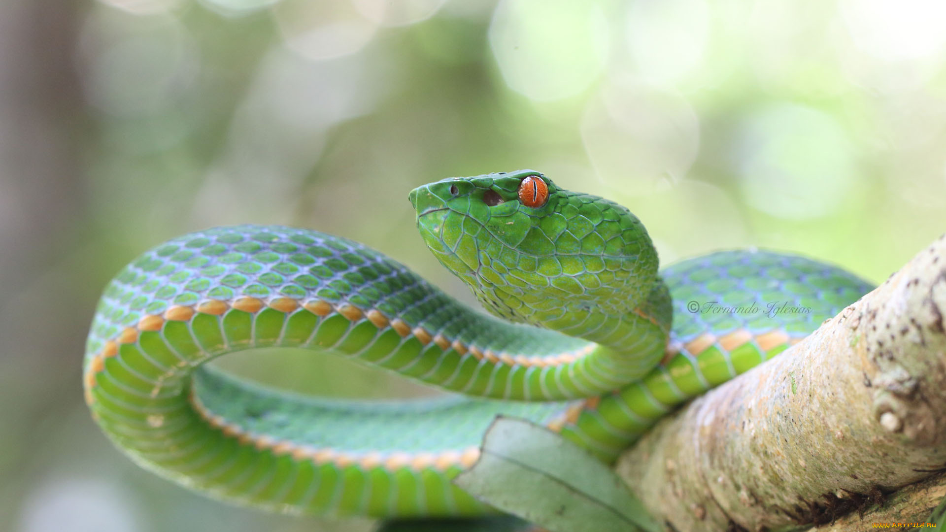 животные, змеи, , питоны, , кобры, змейка