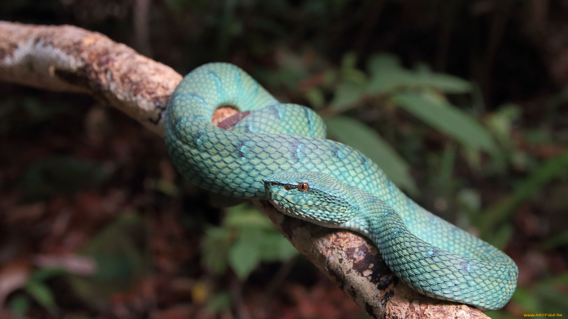 животные, змеи, , питоны, , кобры, змейка