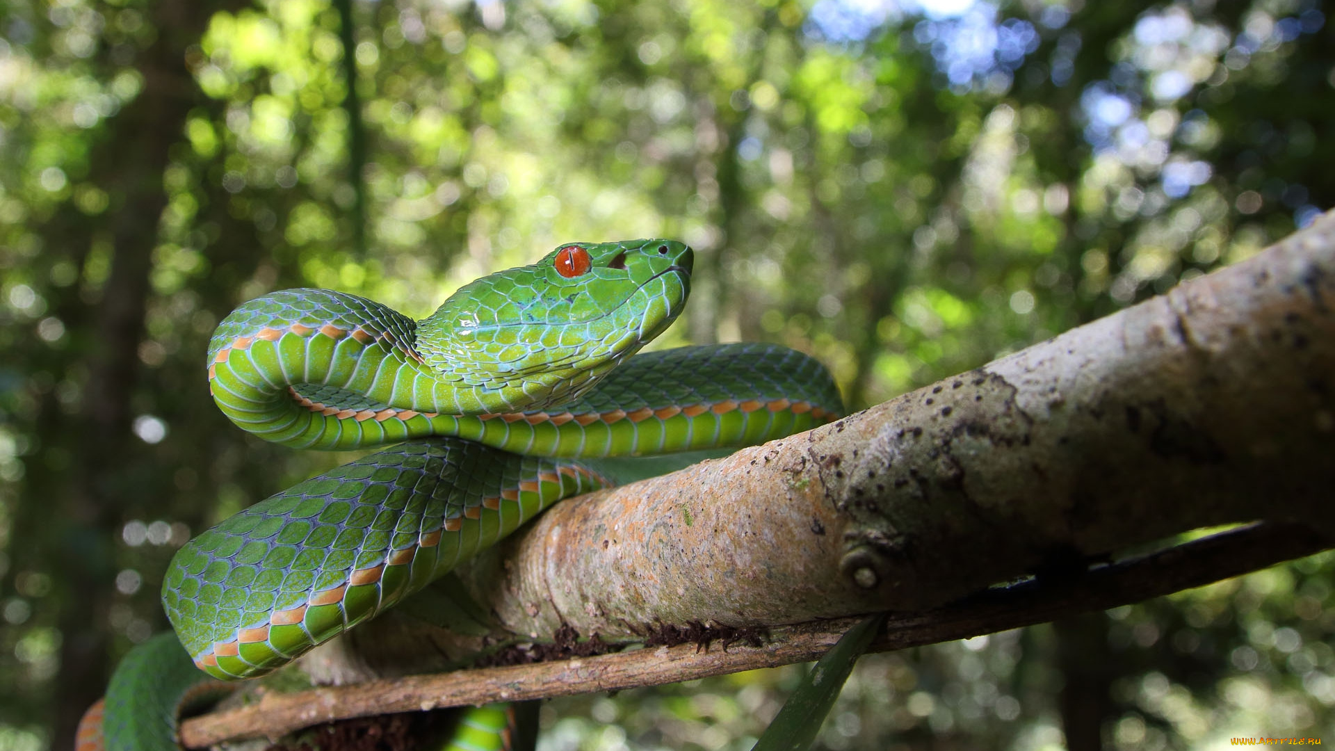 животные, змеи, , питоны, , кобры, змейка