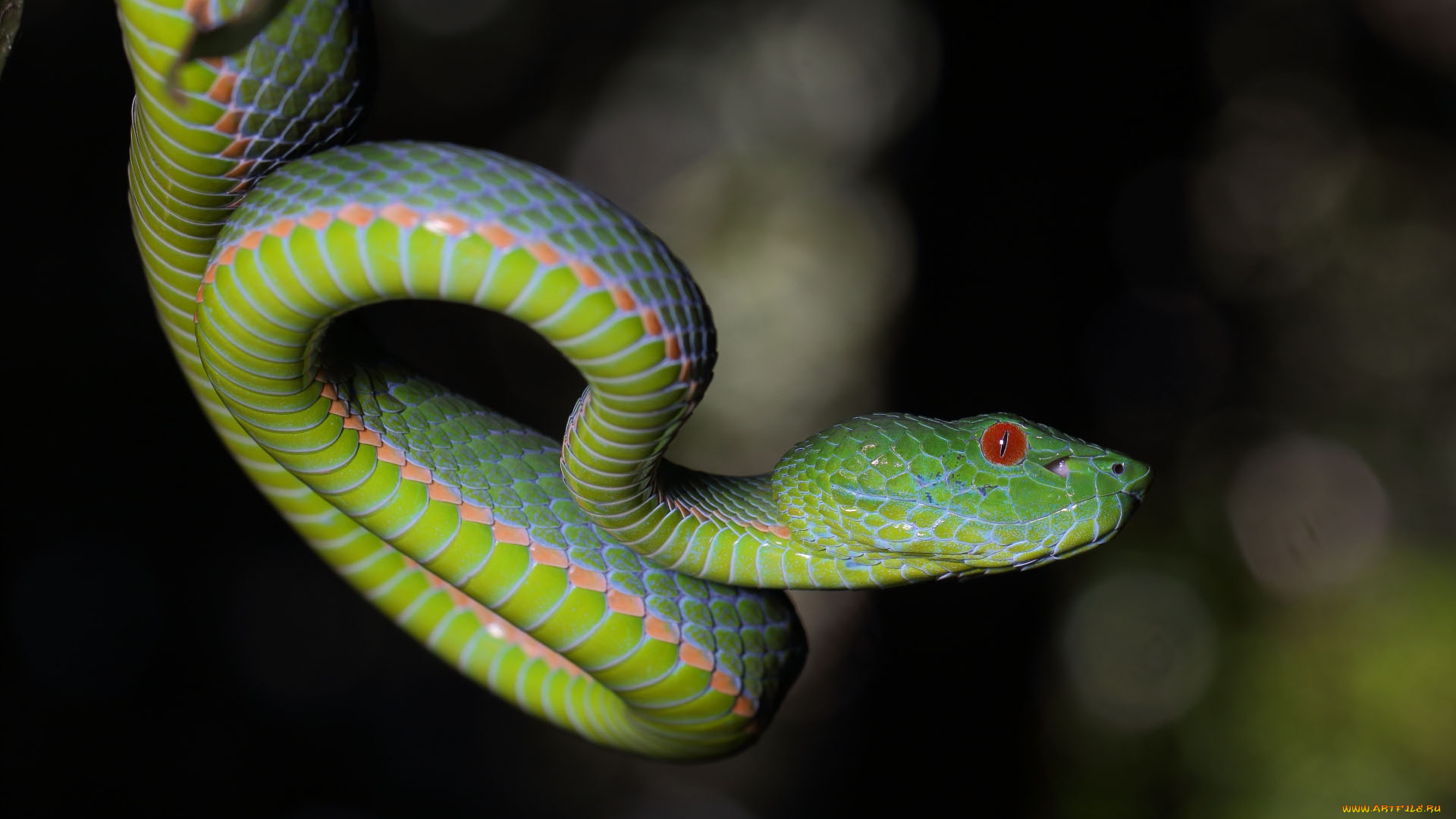 животные, змеи, , питоны, , кобры, змейка