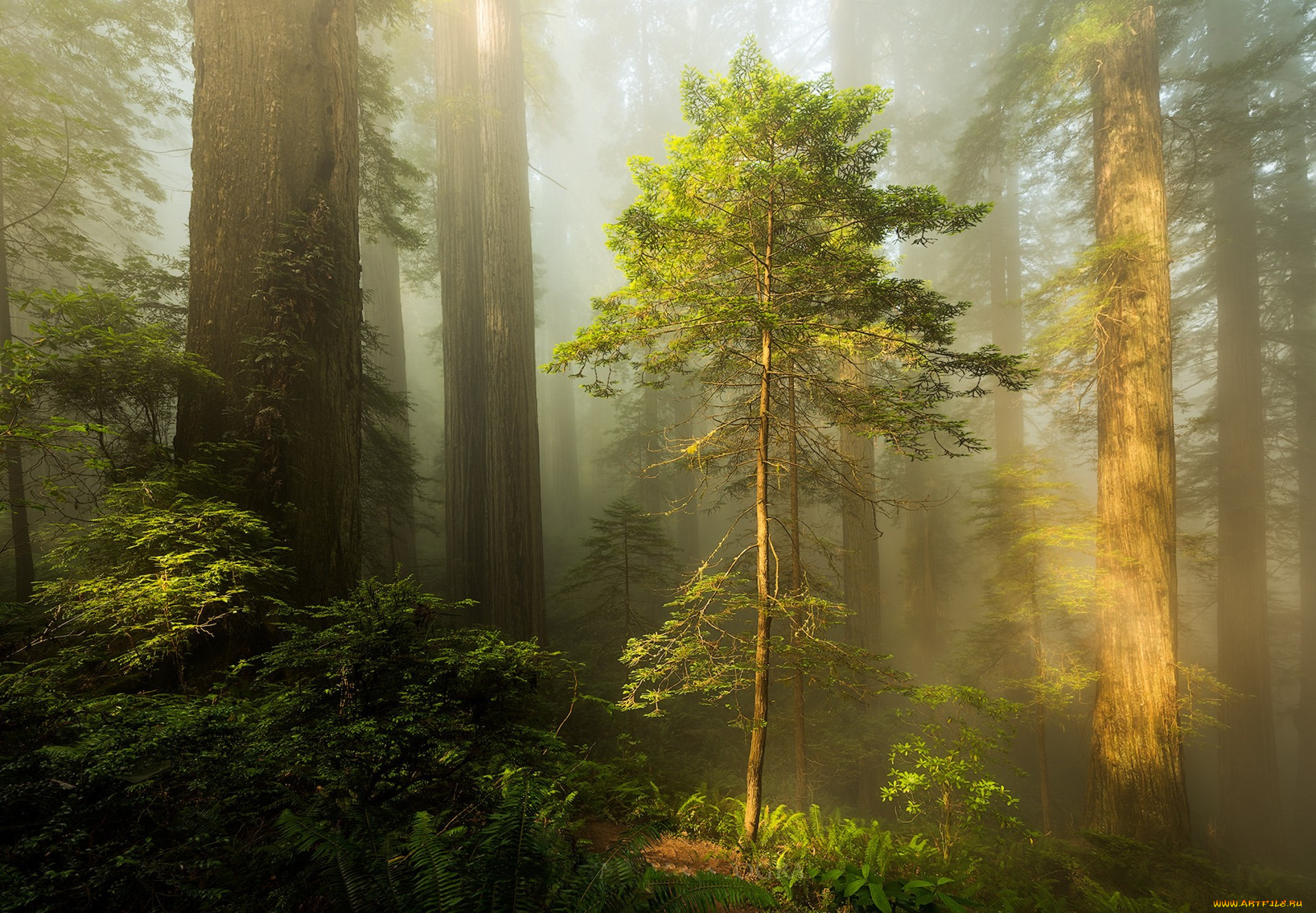 природа, лес, простор