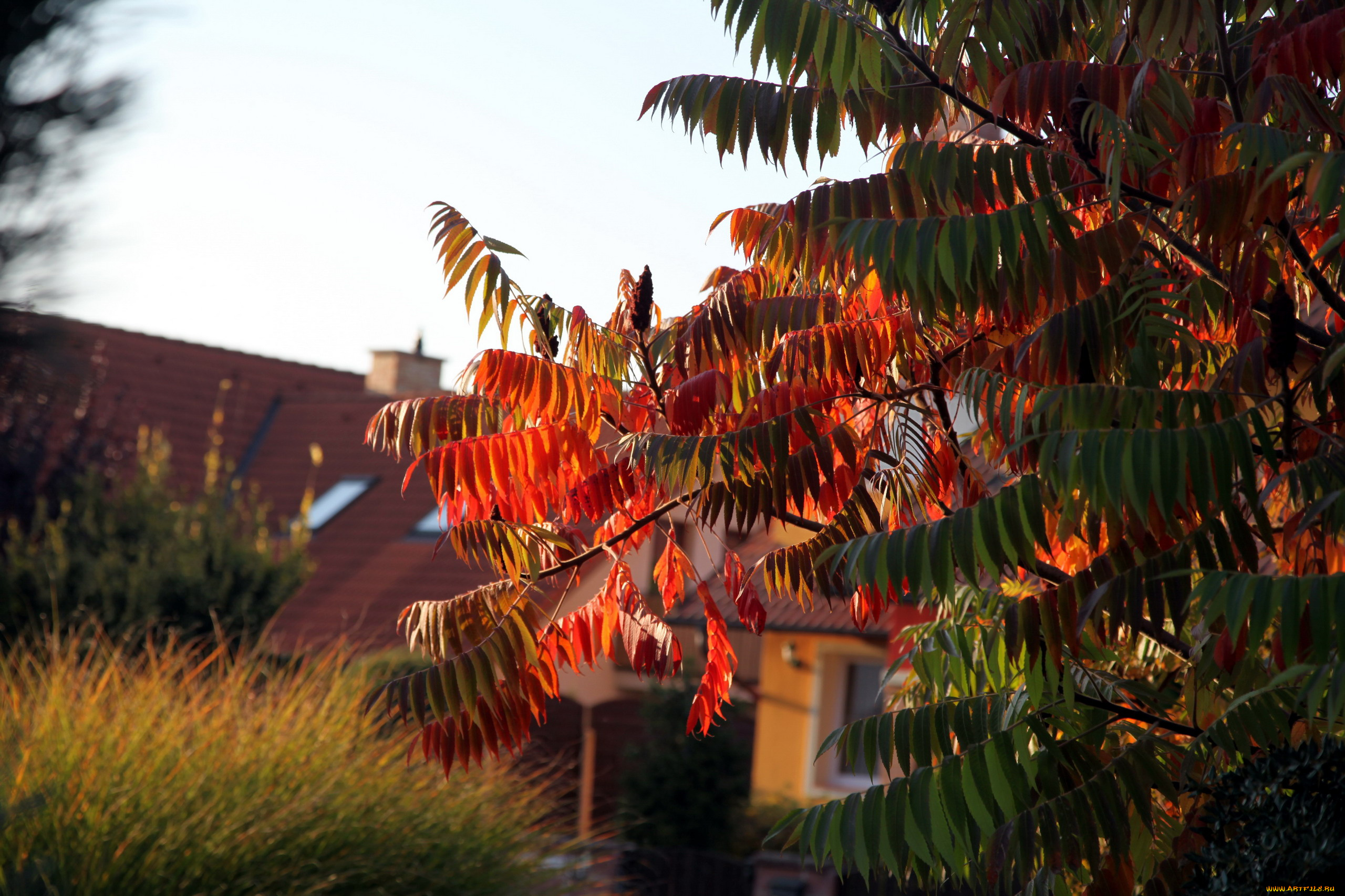 природа, деревья, осень