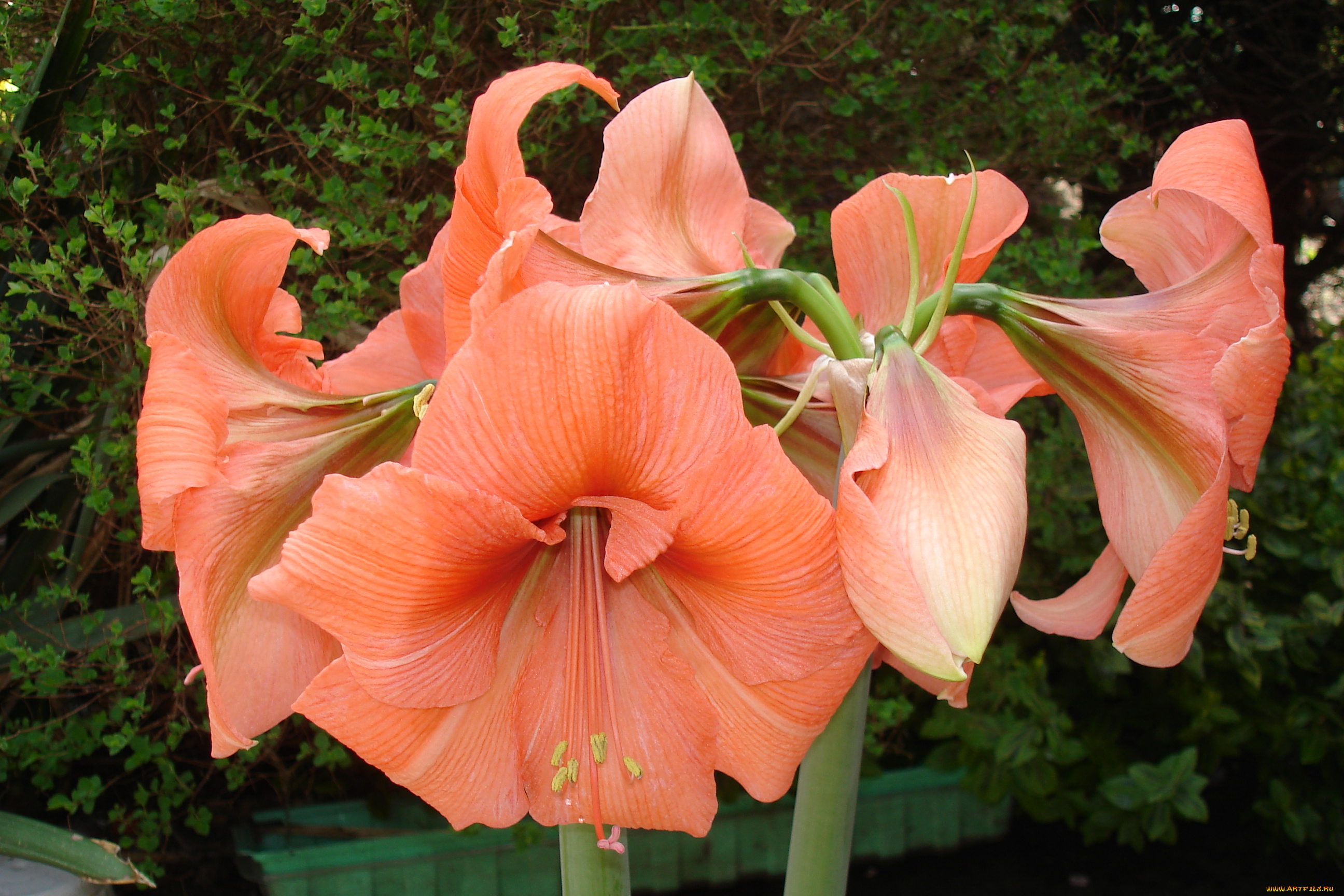 цветы, лилии, , лилейники, лепестки, фон