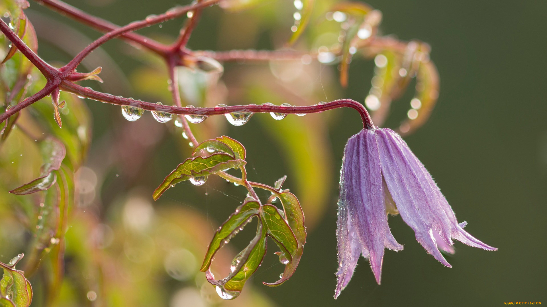 цветы, колокольчики, колокольчик, капли