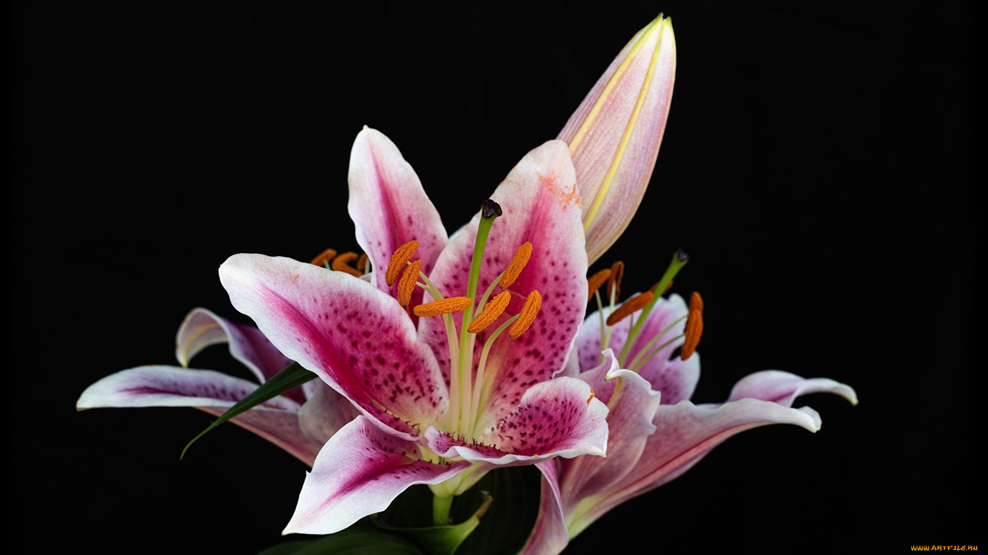 цветы, лилии, , лилейники, крапинки