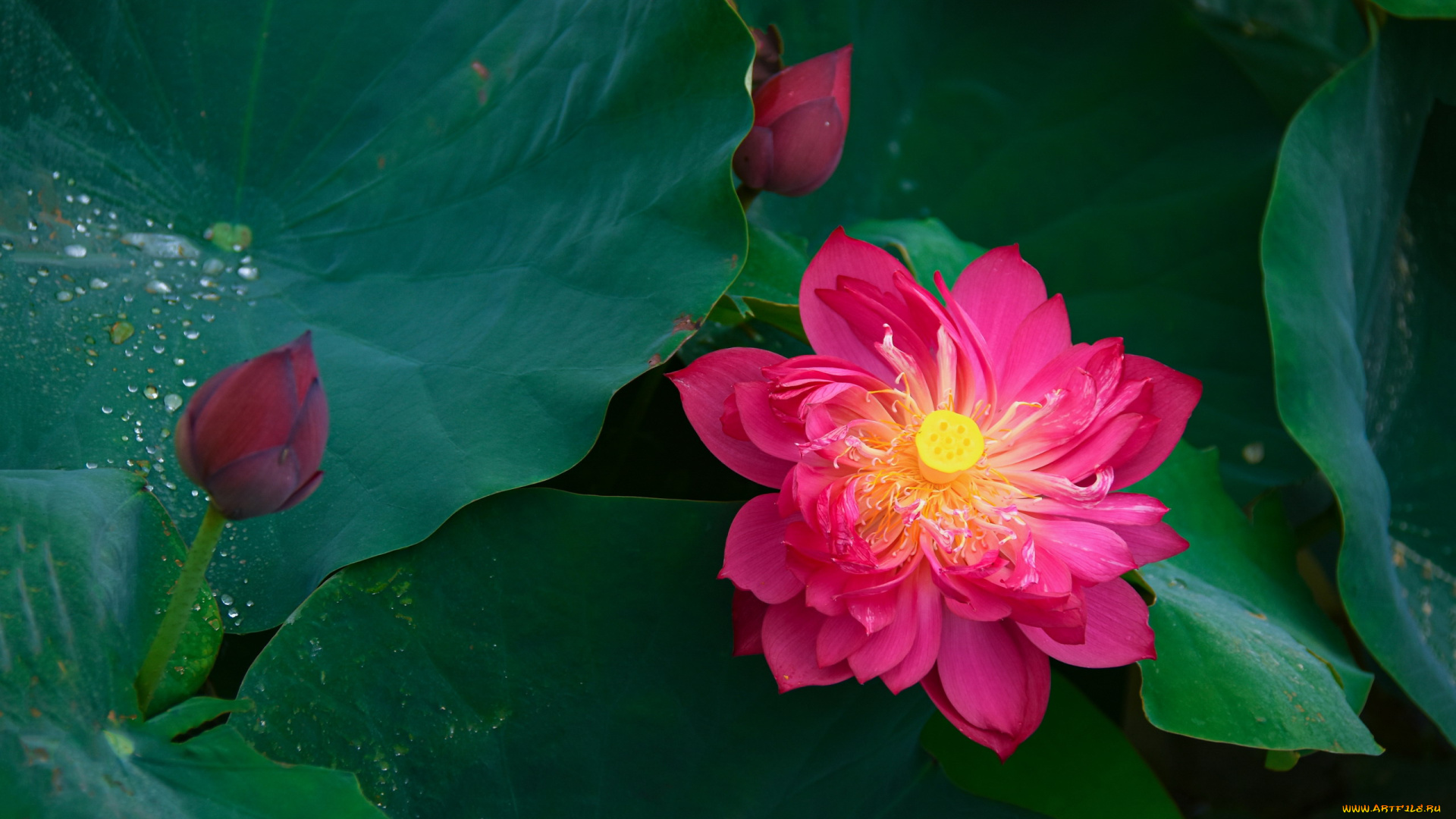 цветы, лотосы, листья, лотос, бутоны