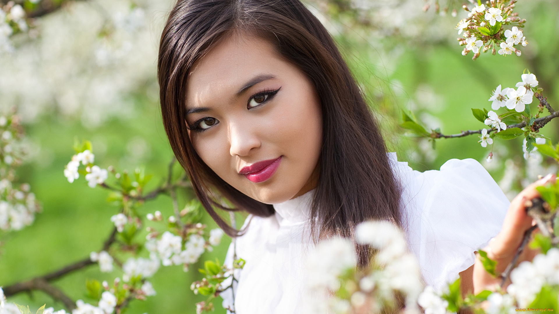 девушки, -, азиатки, весна, азиатка, цветущая, вишня