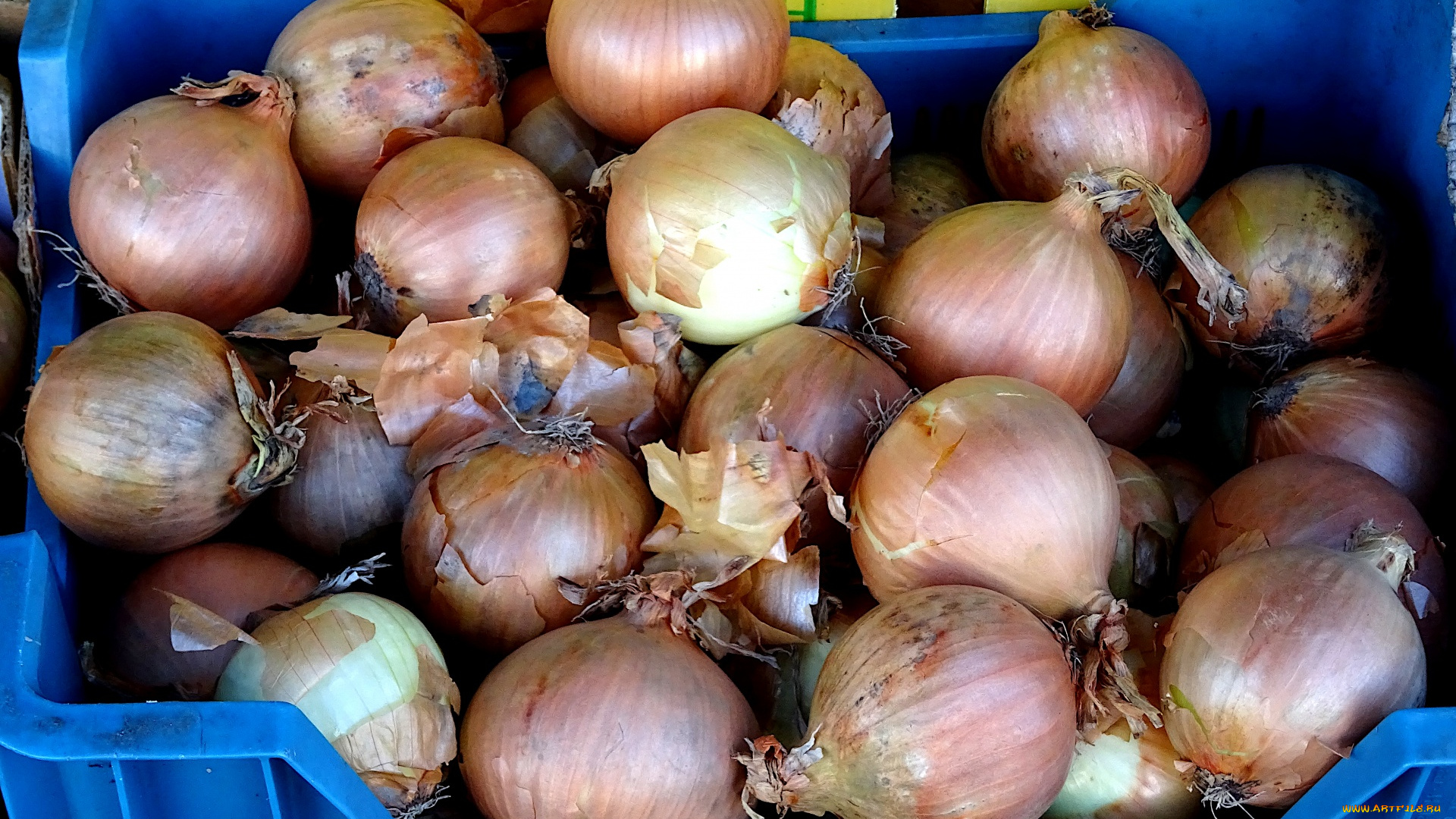 еда, лук, репчатый, осень, урожай