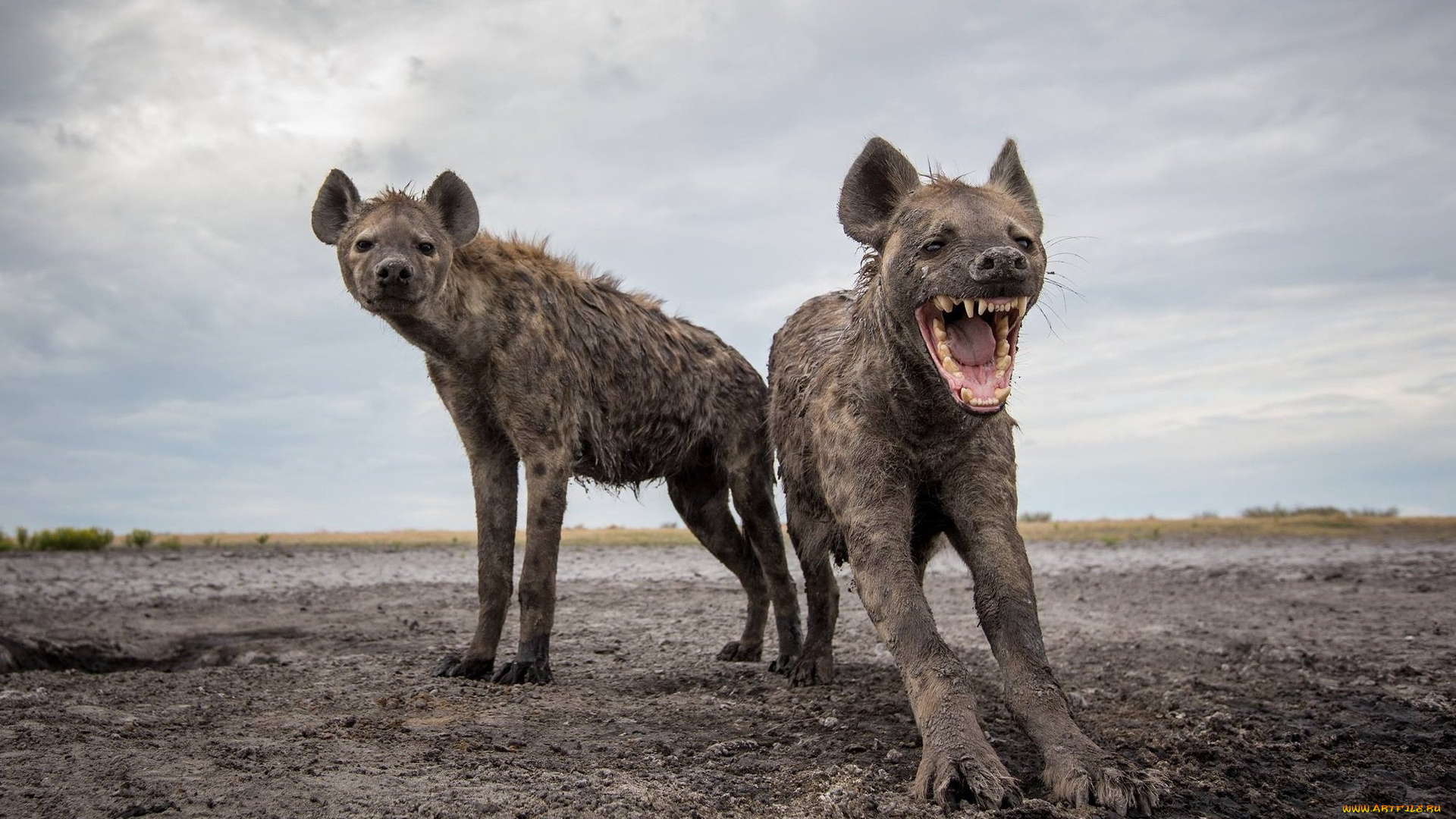 гиена, животные, гиены, , гиеновые, собаки, hyena, гиеновые, хищник, млекопитающее, шерсть, когти, оскал, зубы, африка