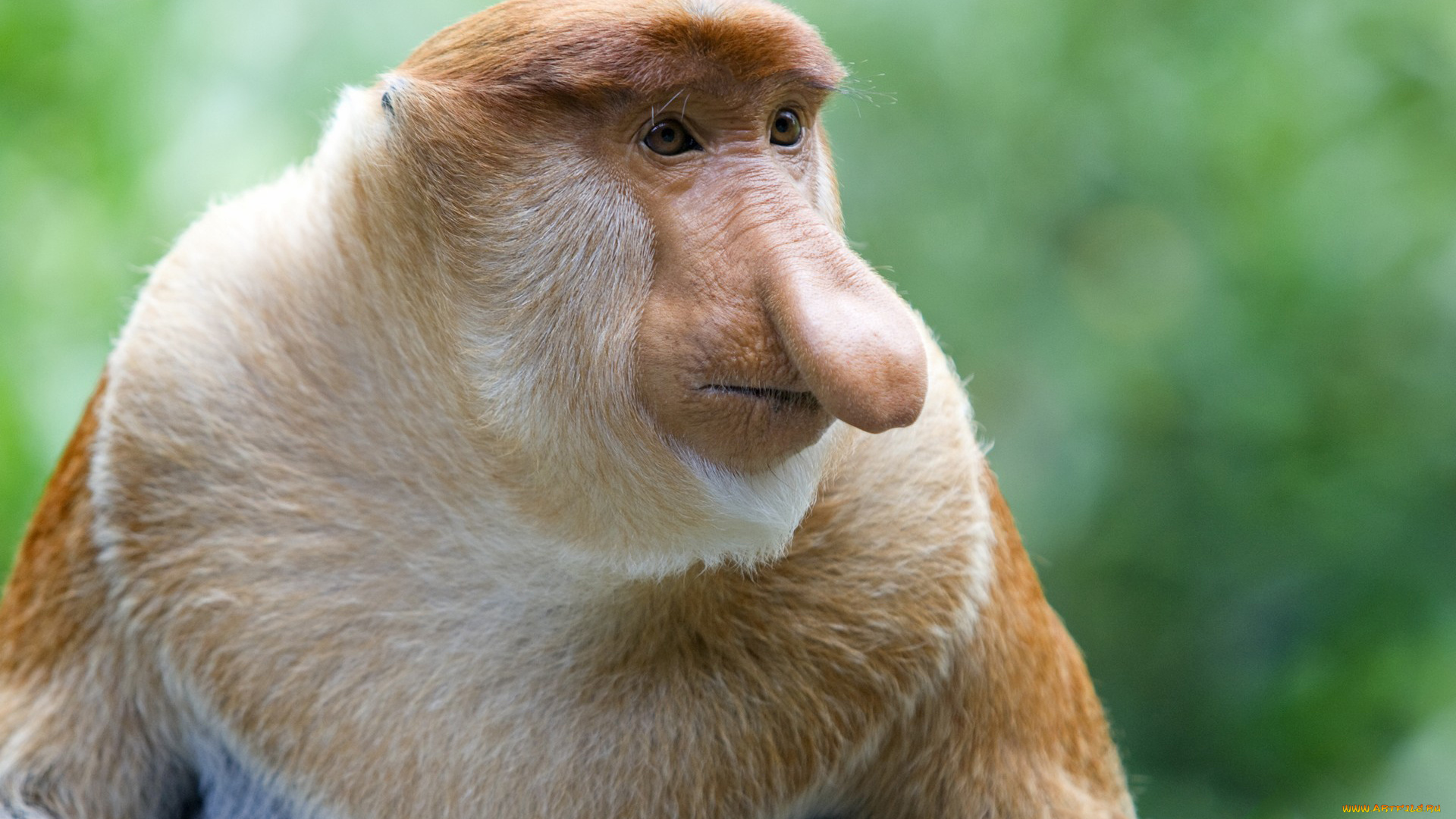 носач, животные, обезьяны, обезьяна, приматы, мартышковые, млекопитающие