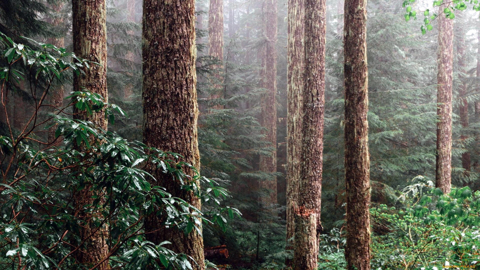 природа, лес, сосны, стволы, туман